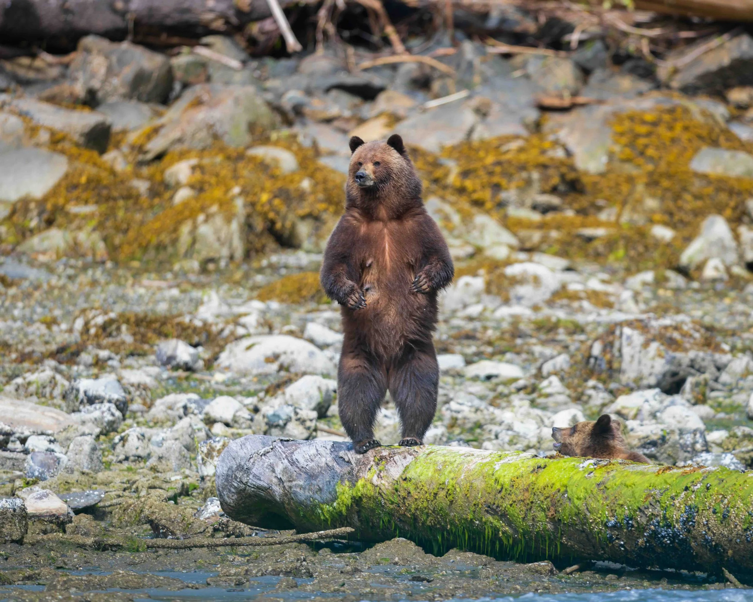 Grizzly mom 5x4 5II9122 0.8MB.jpeg