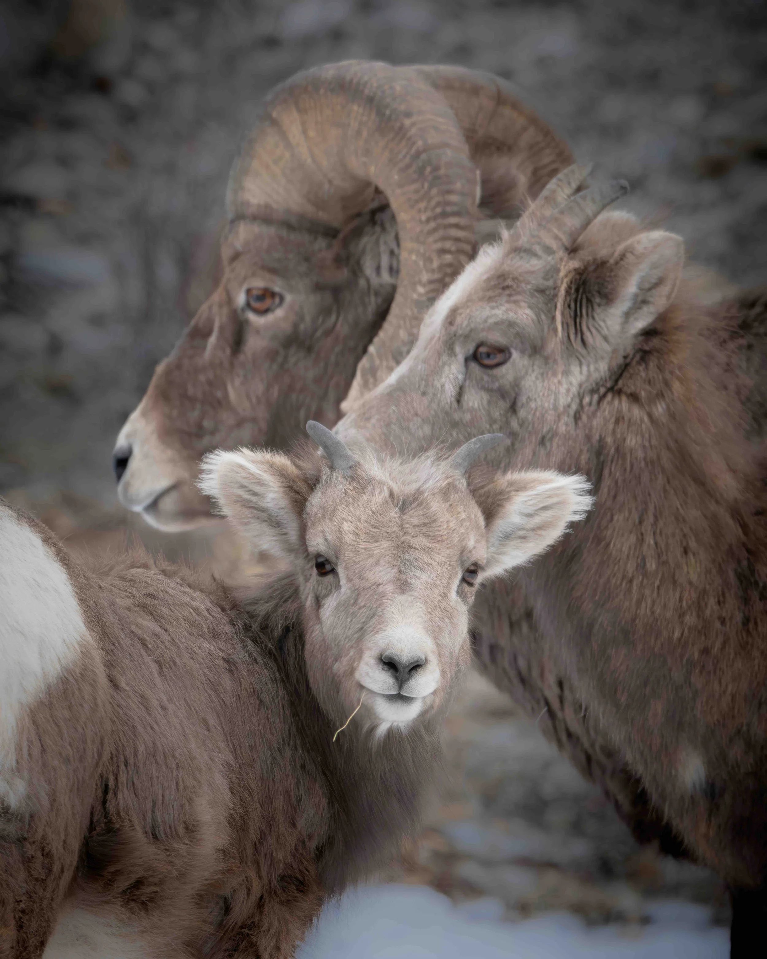 Bighorn Sheep Ewe SKU 683913 - 1.3MB copy.jpeg