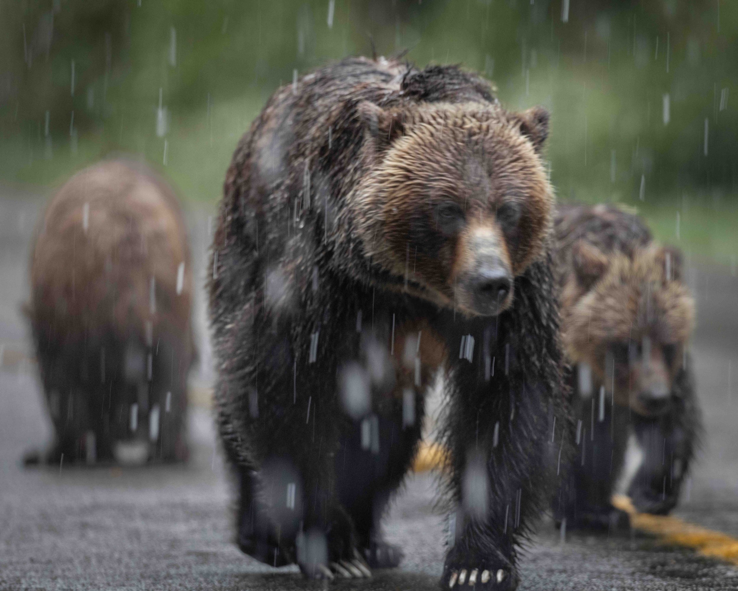 5-4 format Grizzly SKU 5II2348 1.3 MB copy.jpeg