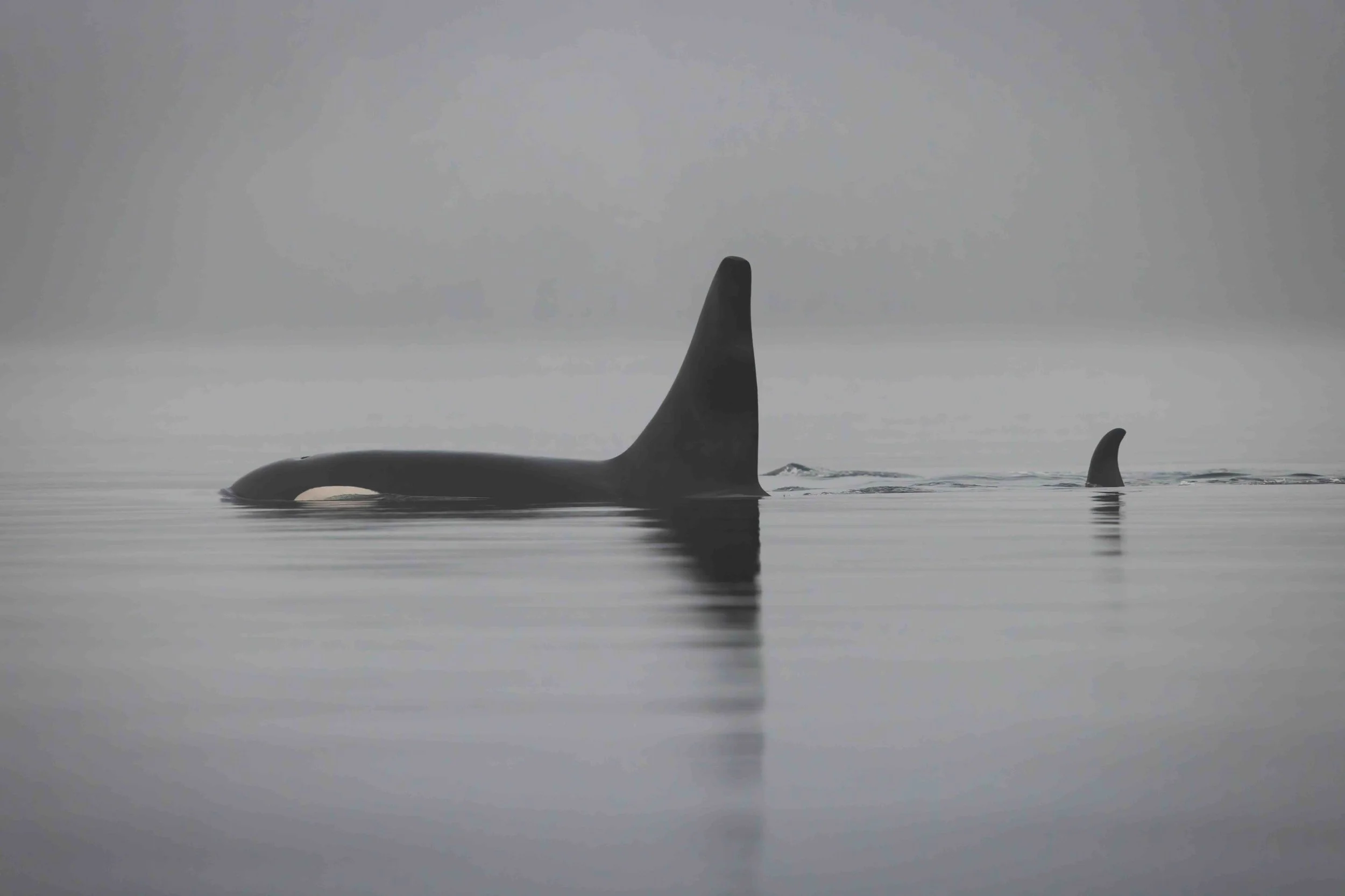 Killer Whales SKU 12013 - 0.7 MB copy 2.jpeg