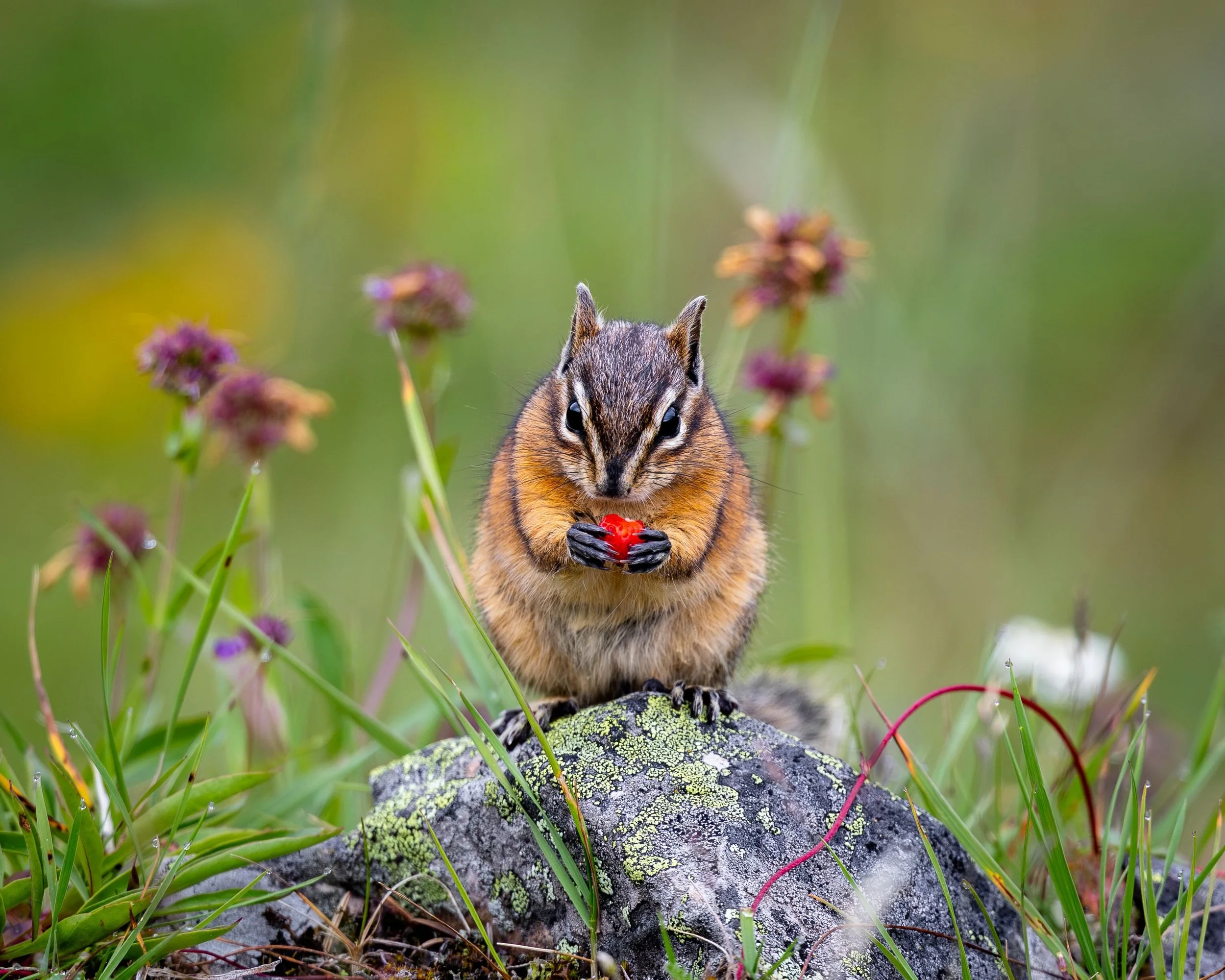 5-4 format Chipmunk wild strawberry SKU 5II6988 0.7 MB copy.jpeg
