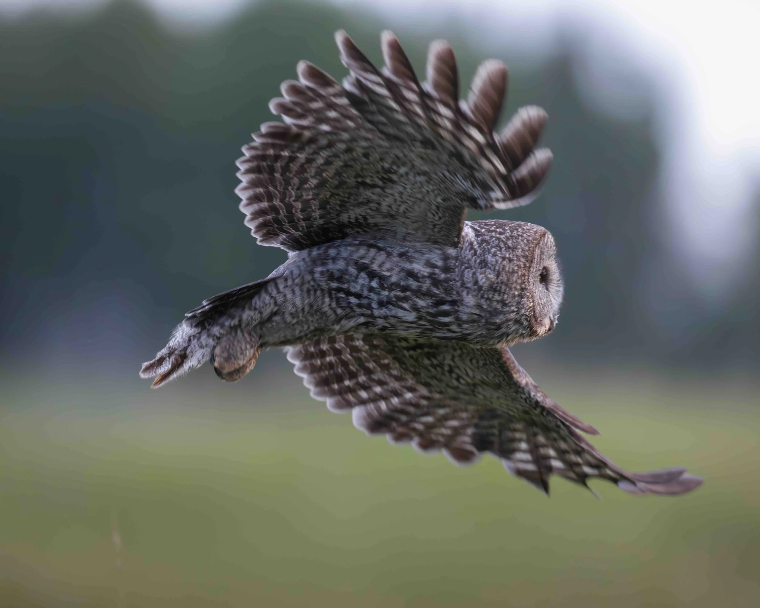Grt Grey Owl SKU 5II1539 - 0.64 MB copy.jpeg