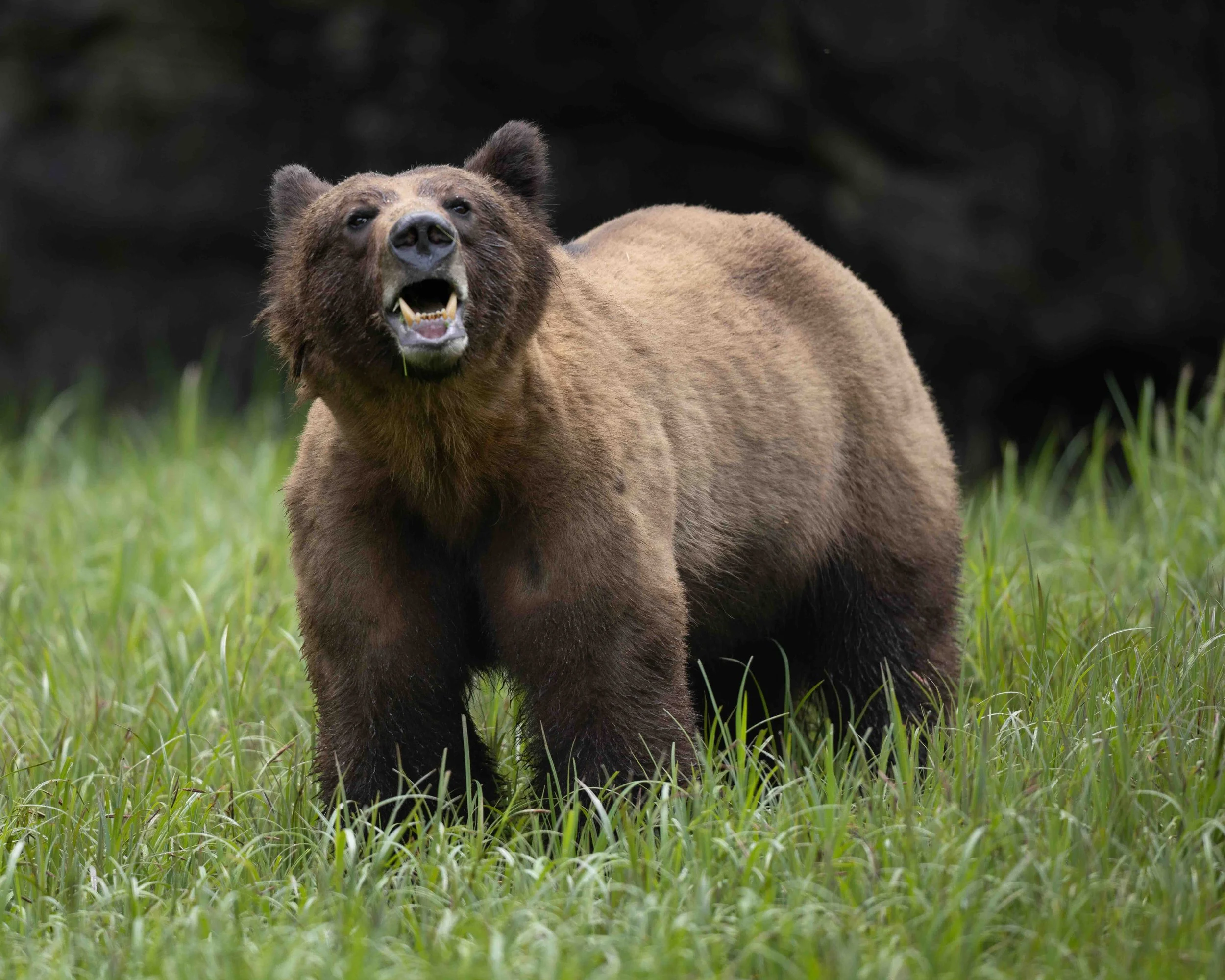 Grizzly SKU 5II1202 - 1.1 MB copy.jpeg