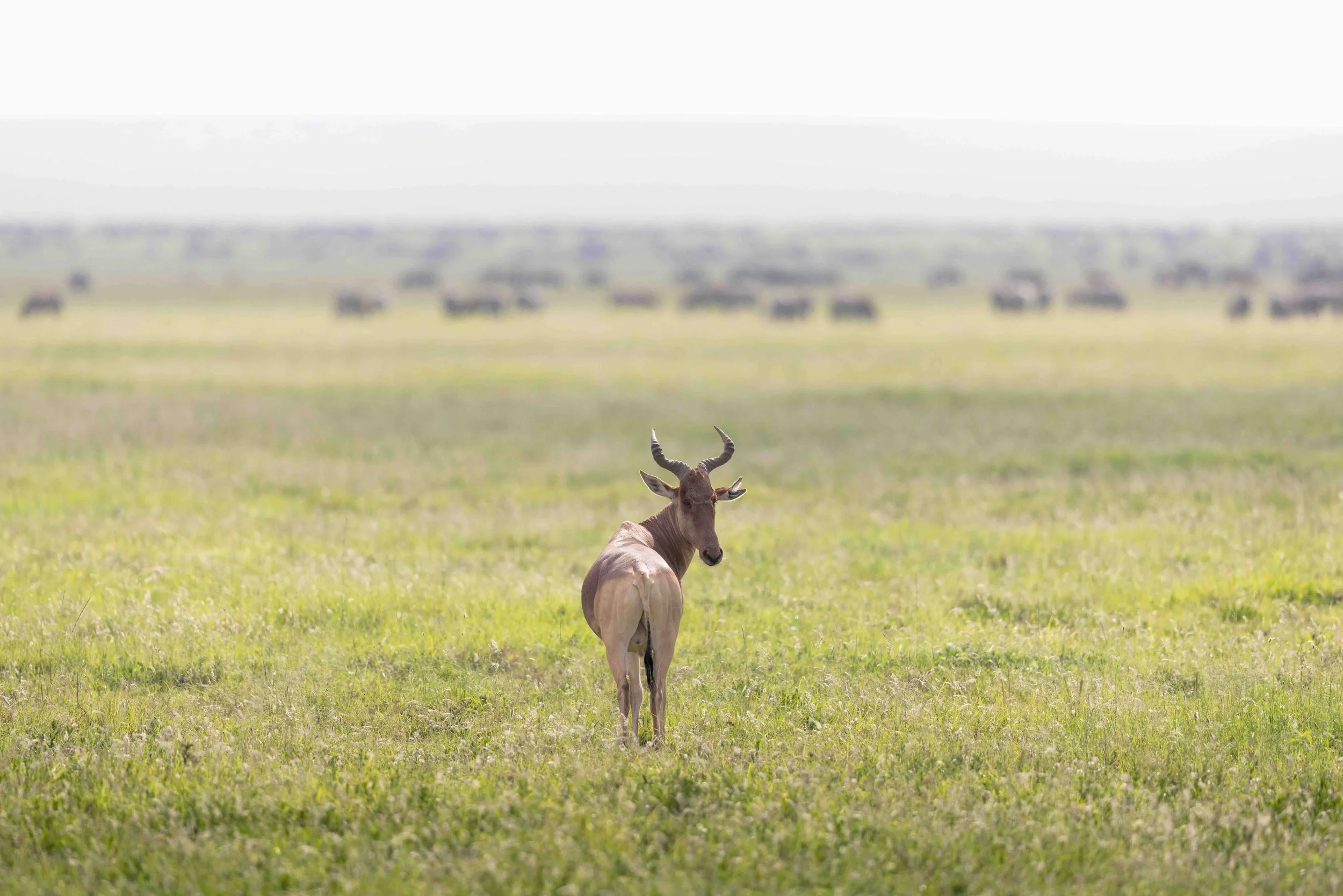 Wildebeast SKU 682171 - 1.1 MB copy.jpeg