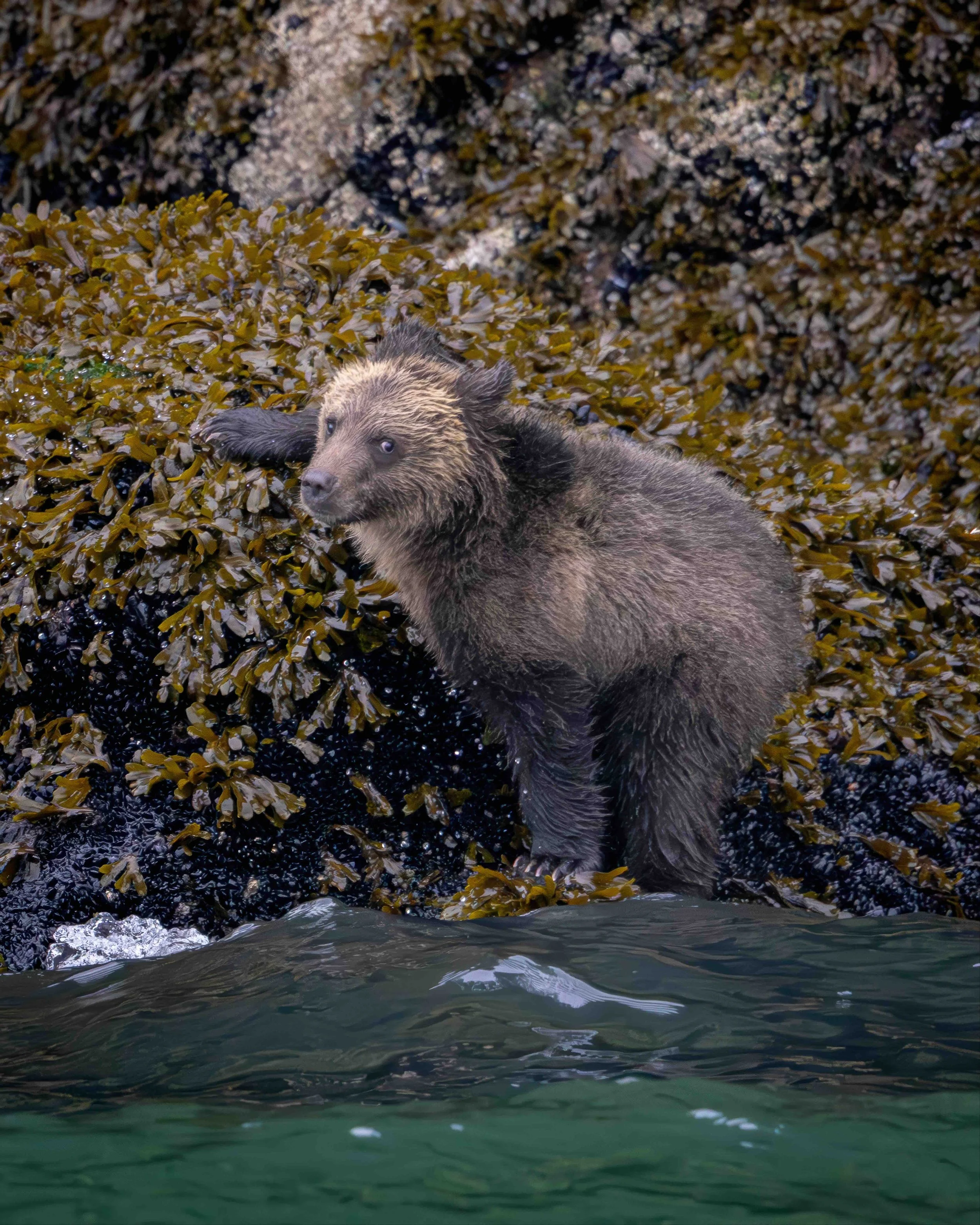 5-4 format Grizzly SKU 516750-GP 1.3 MB copy.jpeg