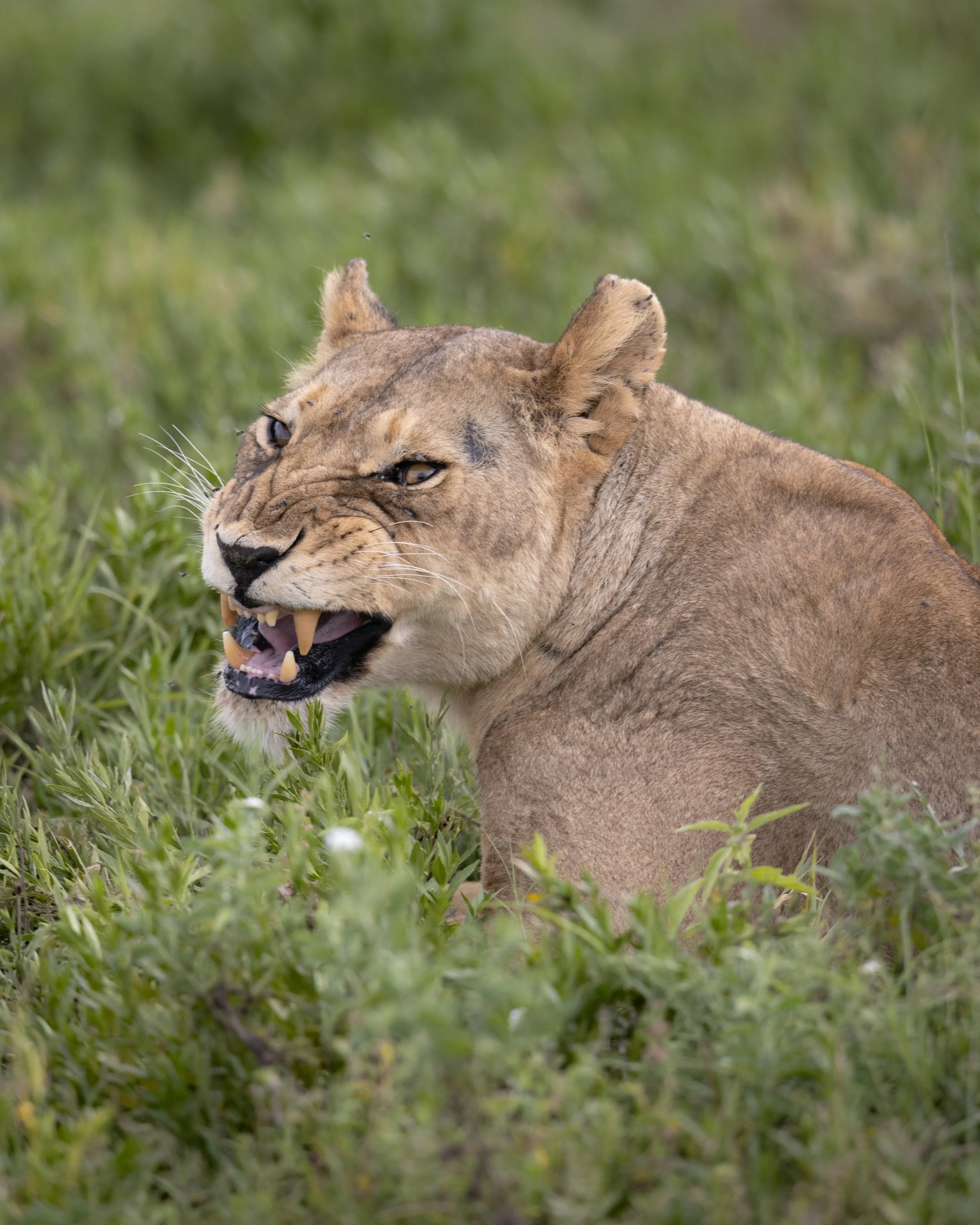 Lion SKU 680826 - 11.8 MB copy.jpeg