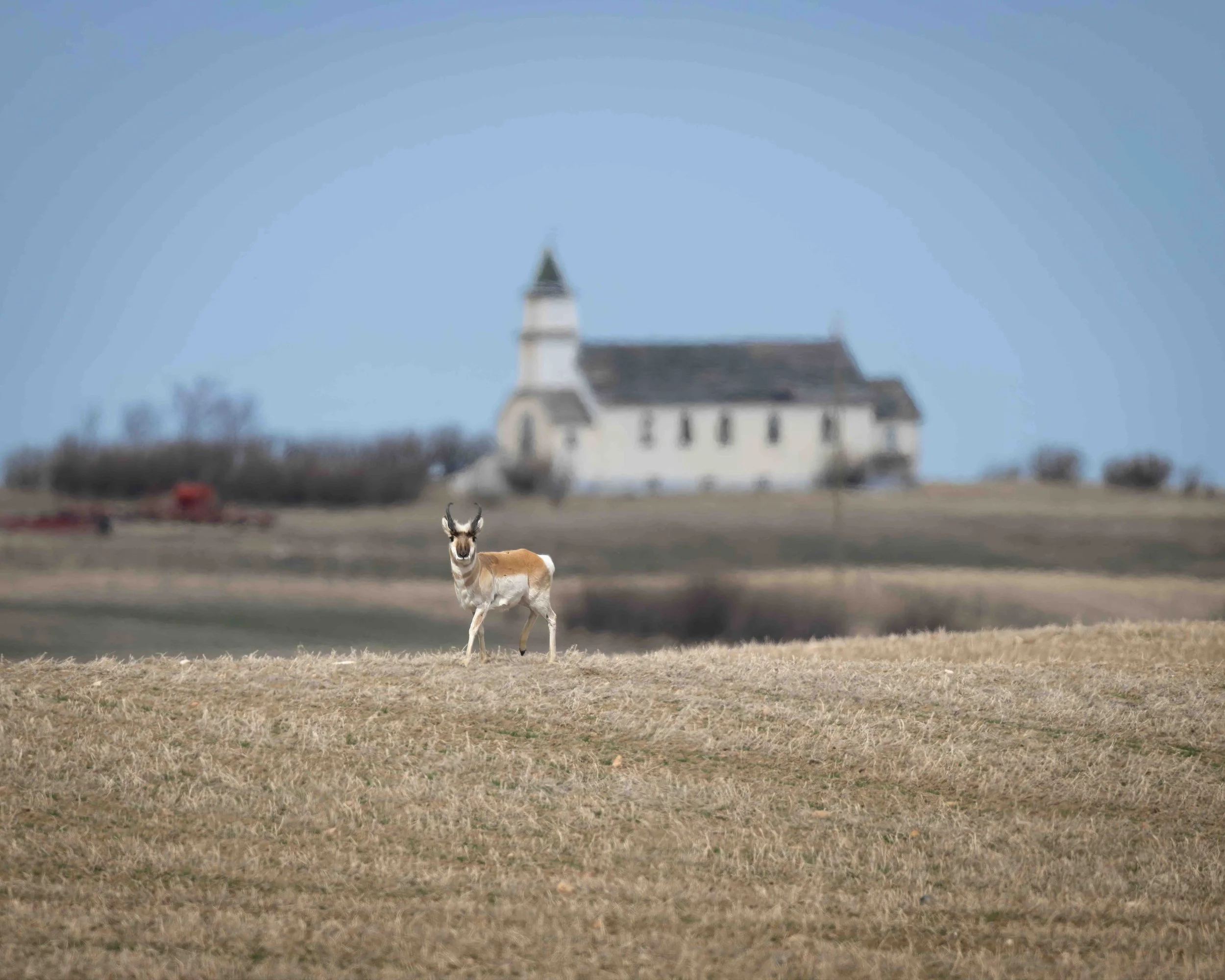 Pronghorn SKU 5II5160 - 1.3 MB .jpeg