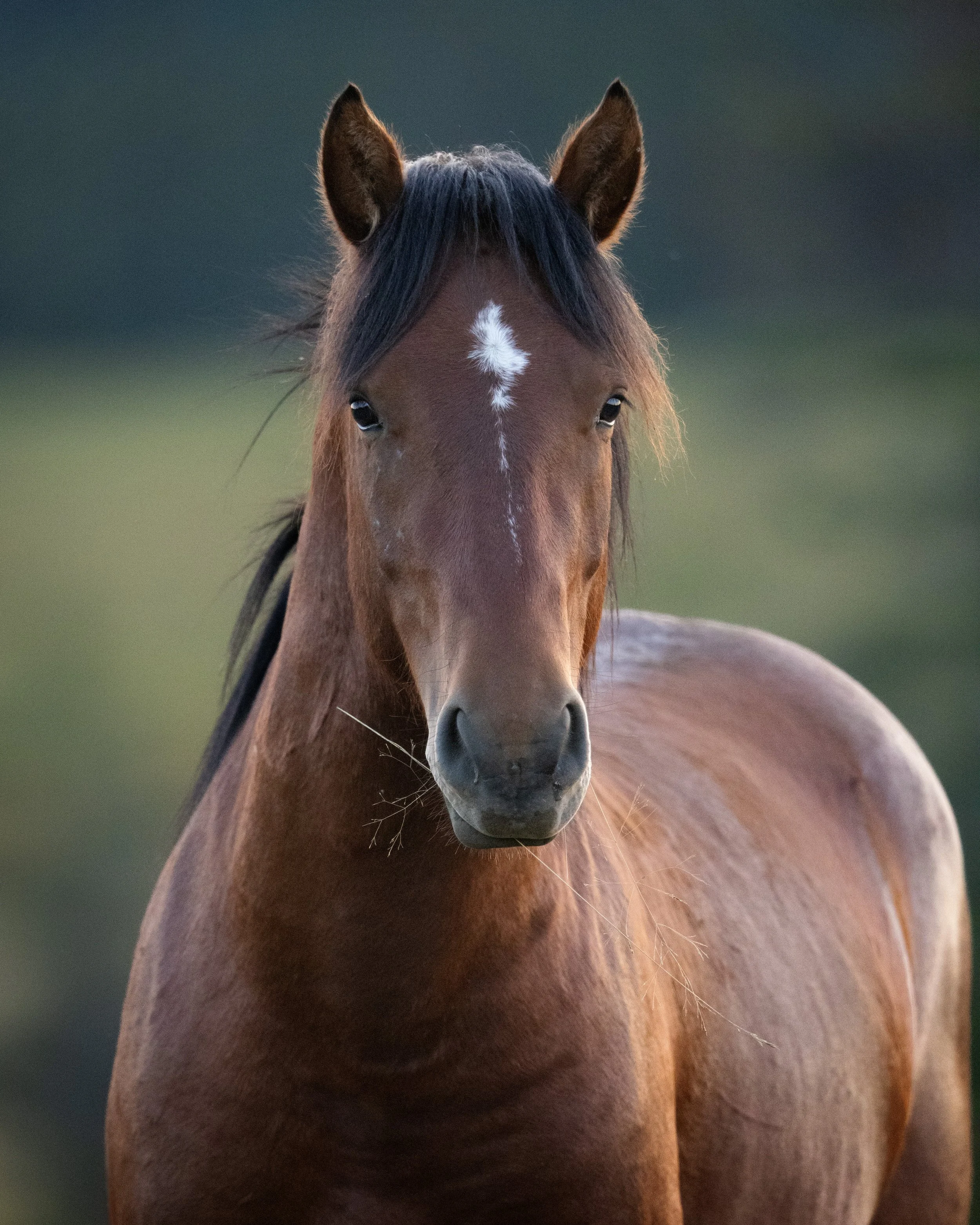 Wild Horse SKU 682131 - 12.6 MB.jpeg