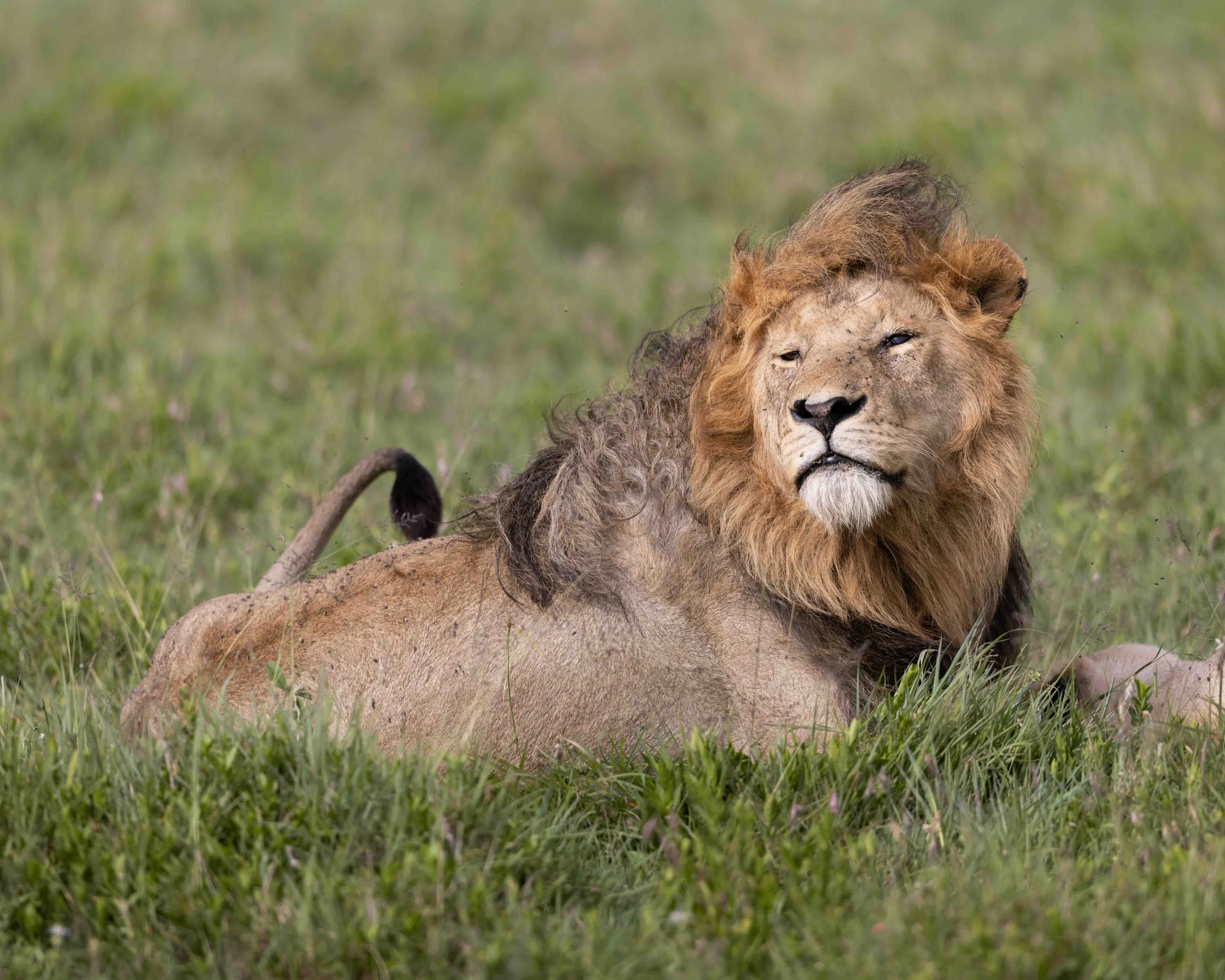 Lion SKU 682224 - 1.3 MB copy.jpeg