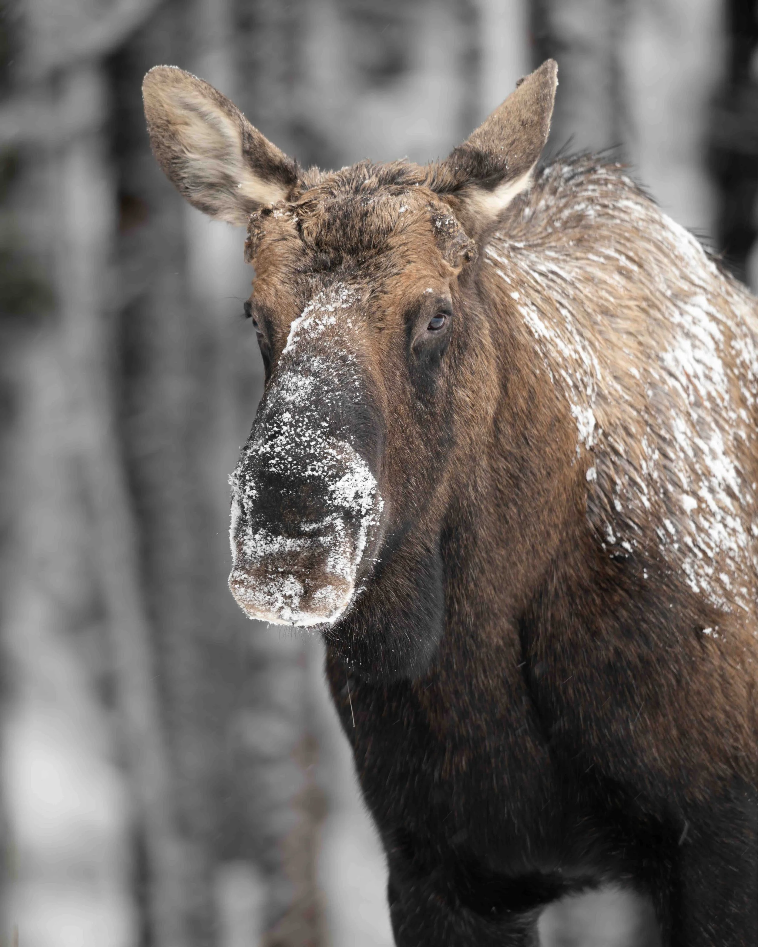 Moose SKU 5II0759 1.0 MB copy.jpeg