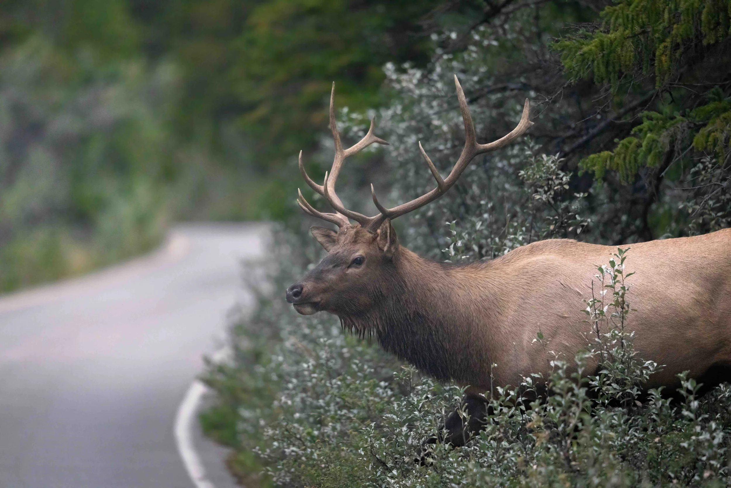 Rocky Mountain Elk SKU 5II0706 - 1.6 MB copy.jpeg