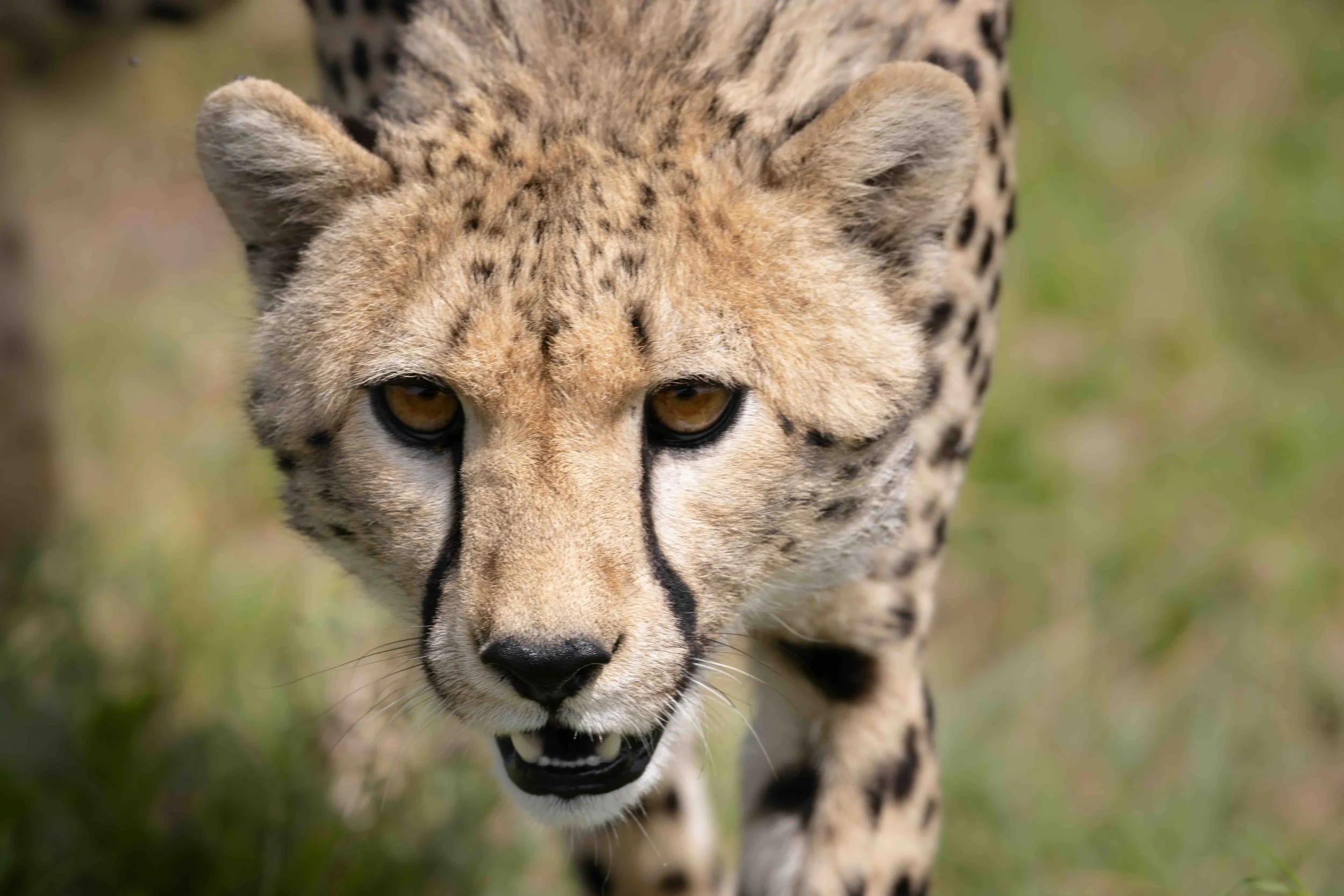 Cheetah SKU 683618 - 1.1 MB copy.jpeg