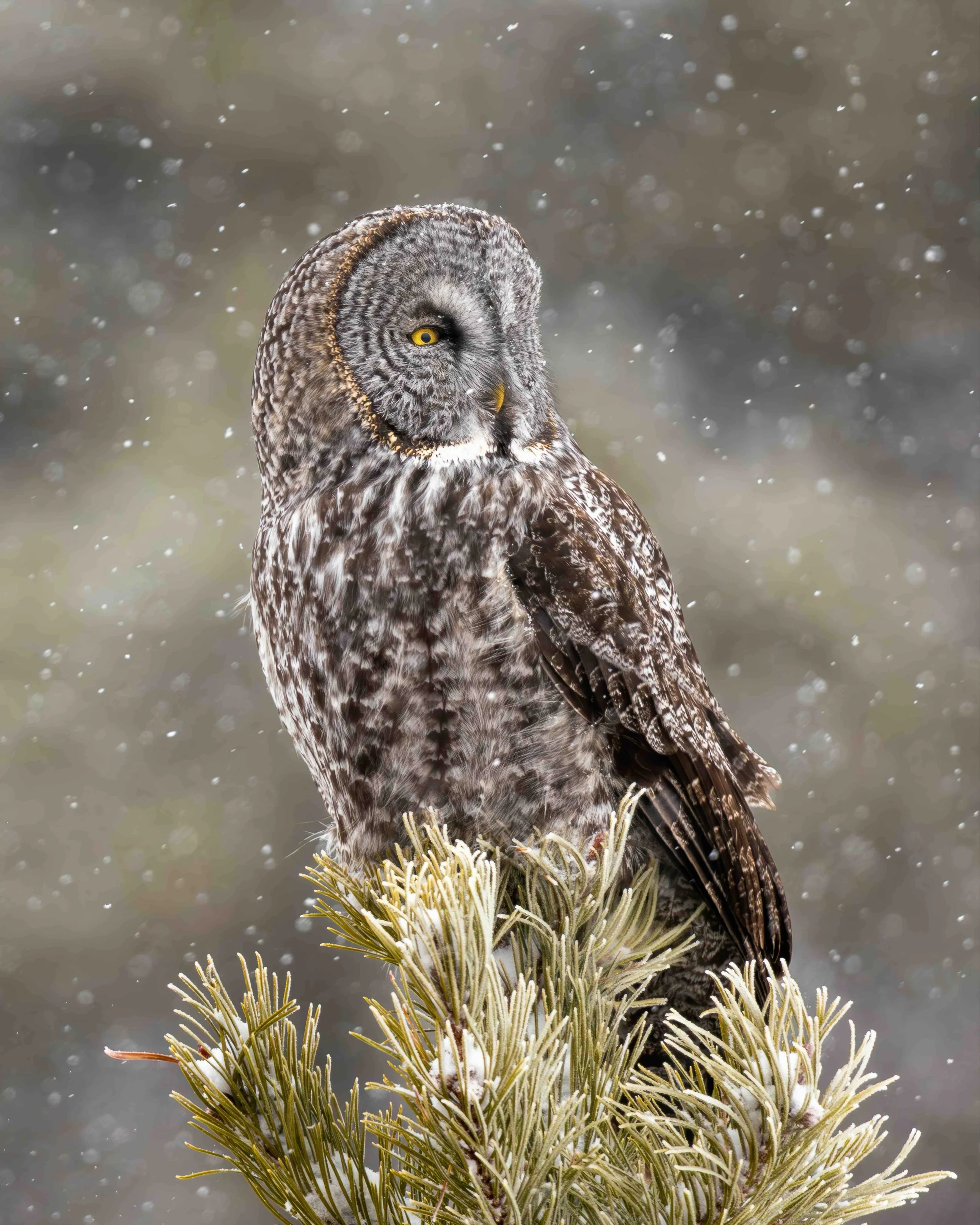 Great Grey Owl SKU 5II5643-2-GP - 1.6 MB copy.jpeg