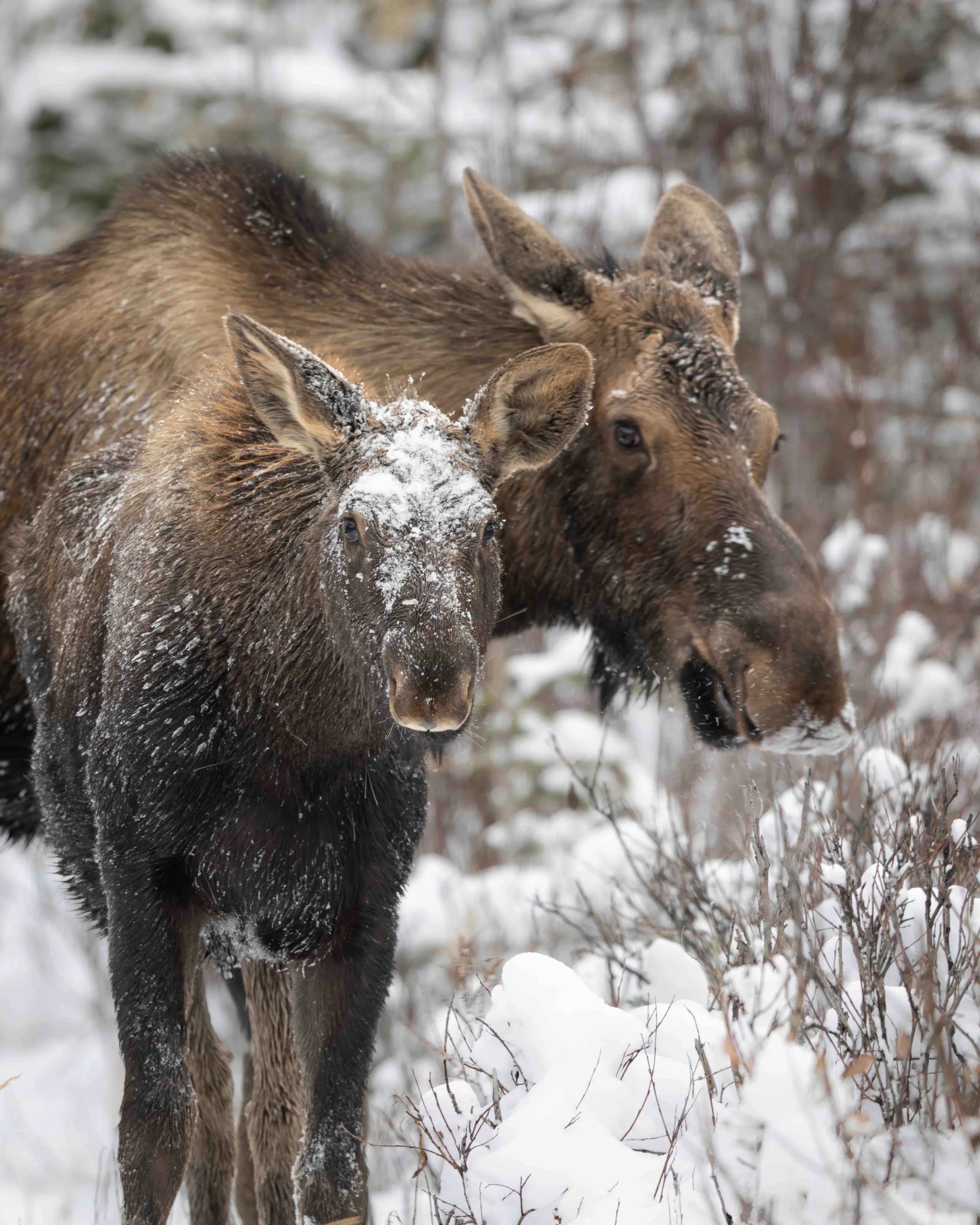 Moose 5II2374GP 1.5 MB copy.jpeg