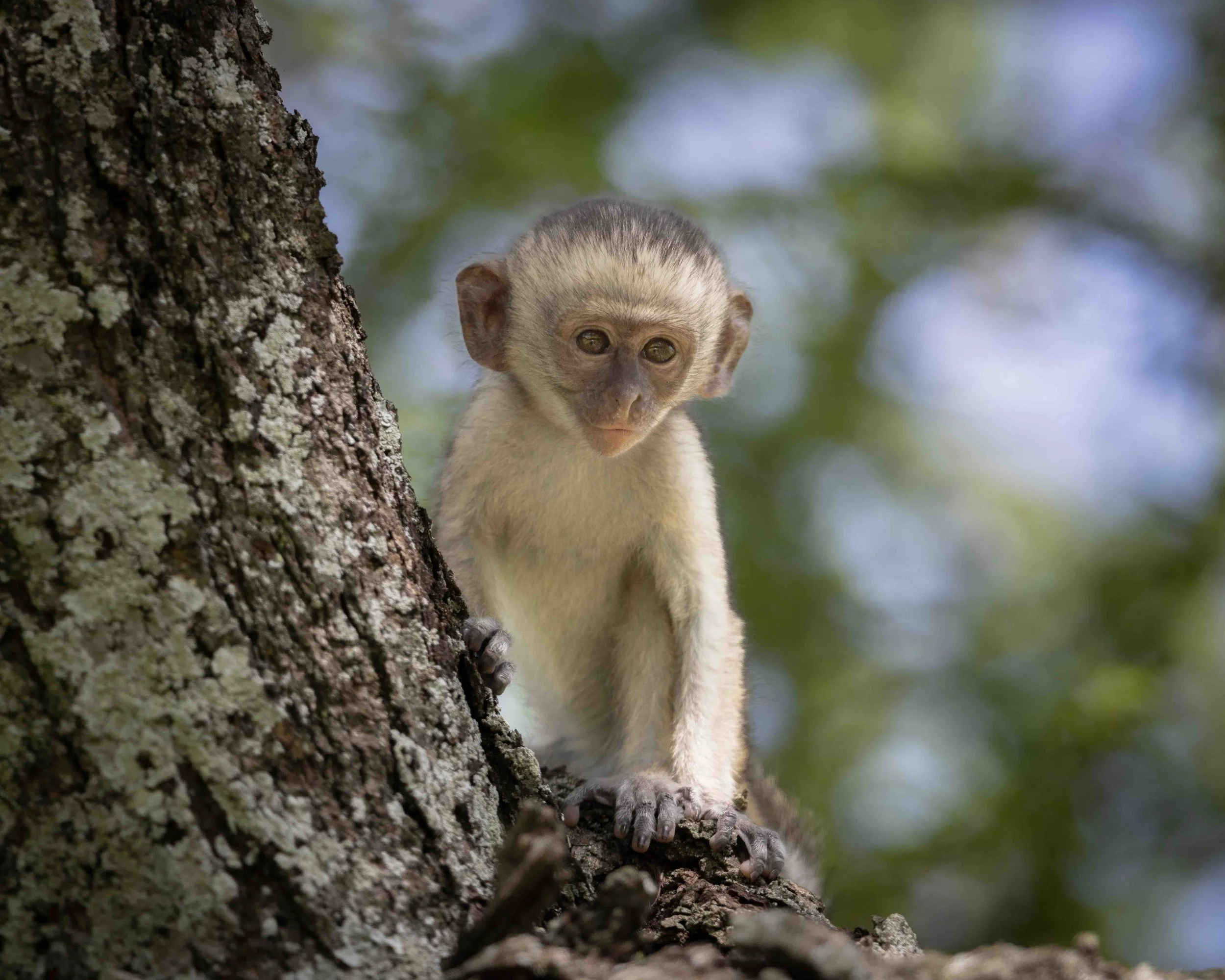 Monkey SKU 687803 - 1.0 MB copy.jpeg