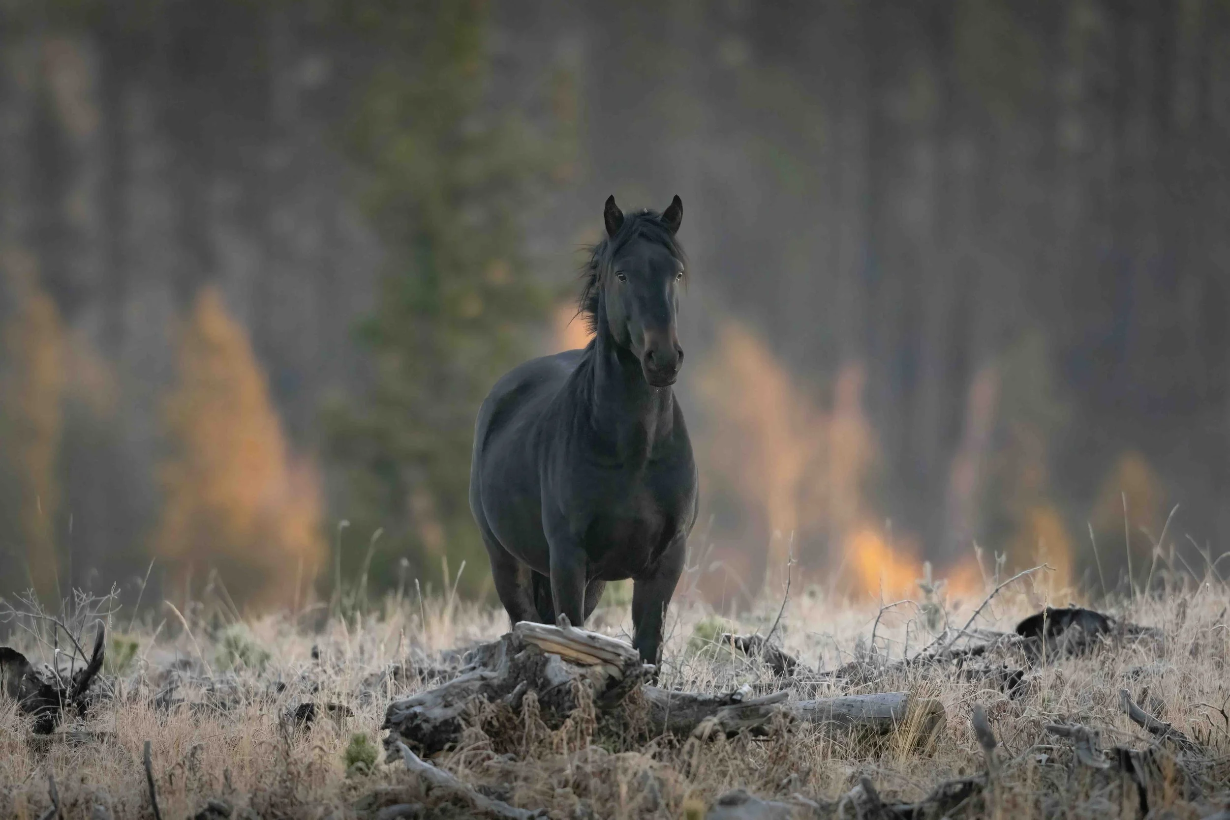 Wild Horse SKU 685446 - 0.7 MB copy.jpeg