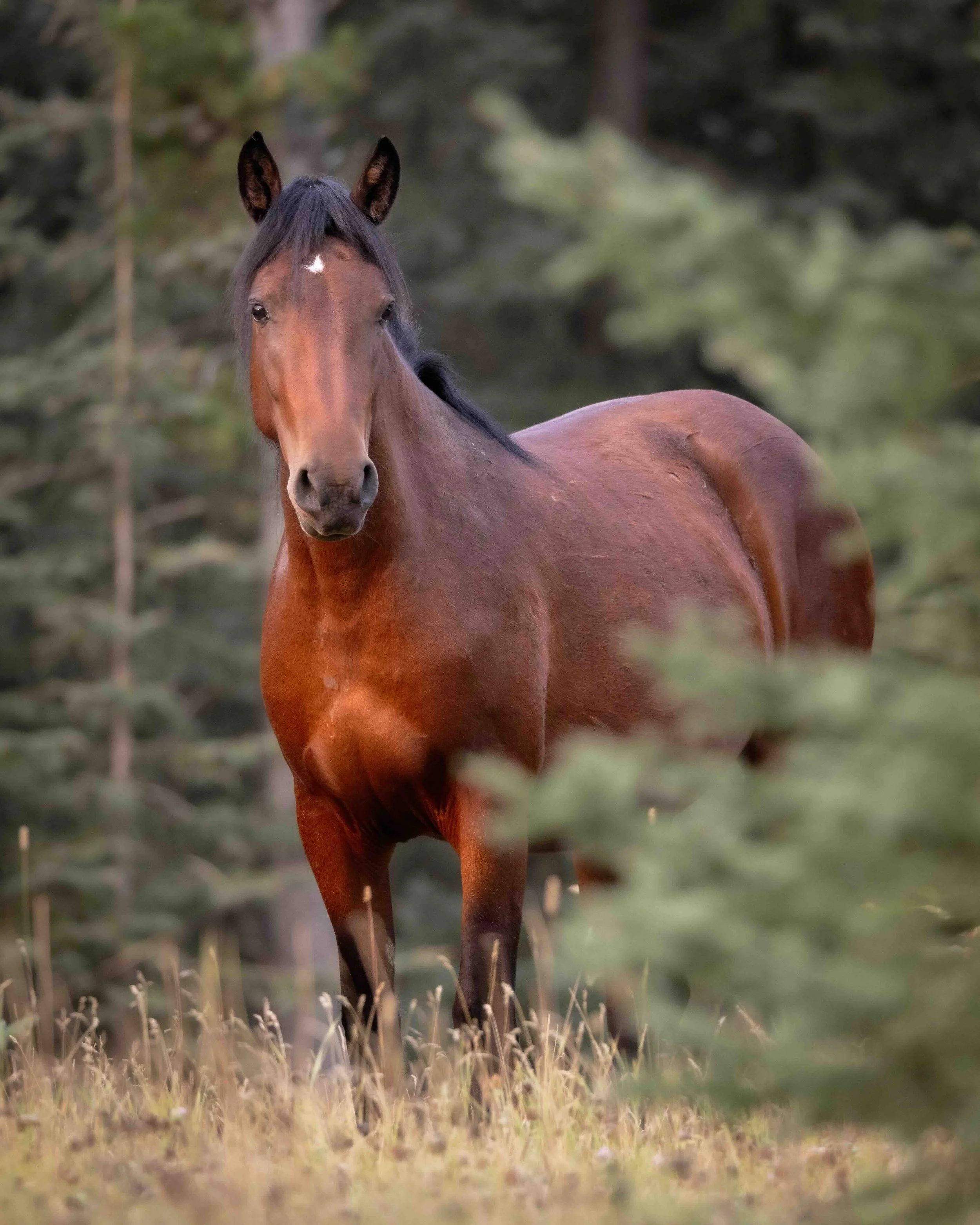 Wild Horse SKU 689958 - 0.6 M copy.jpeg
