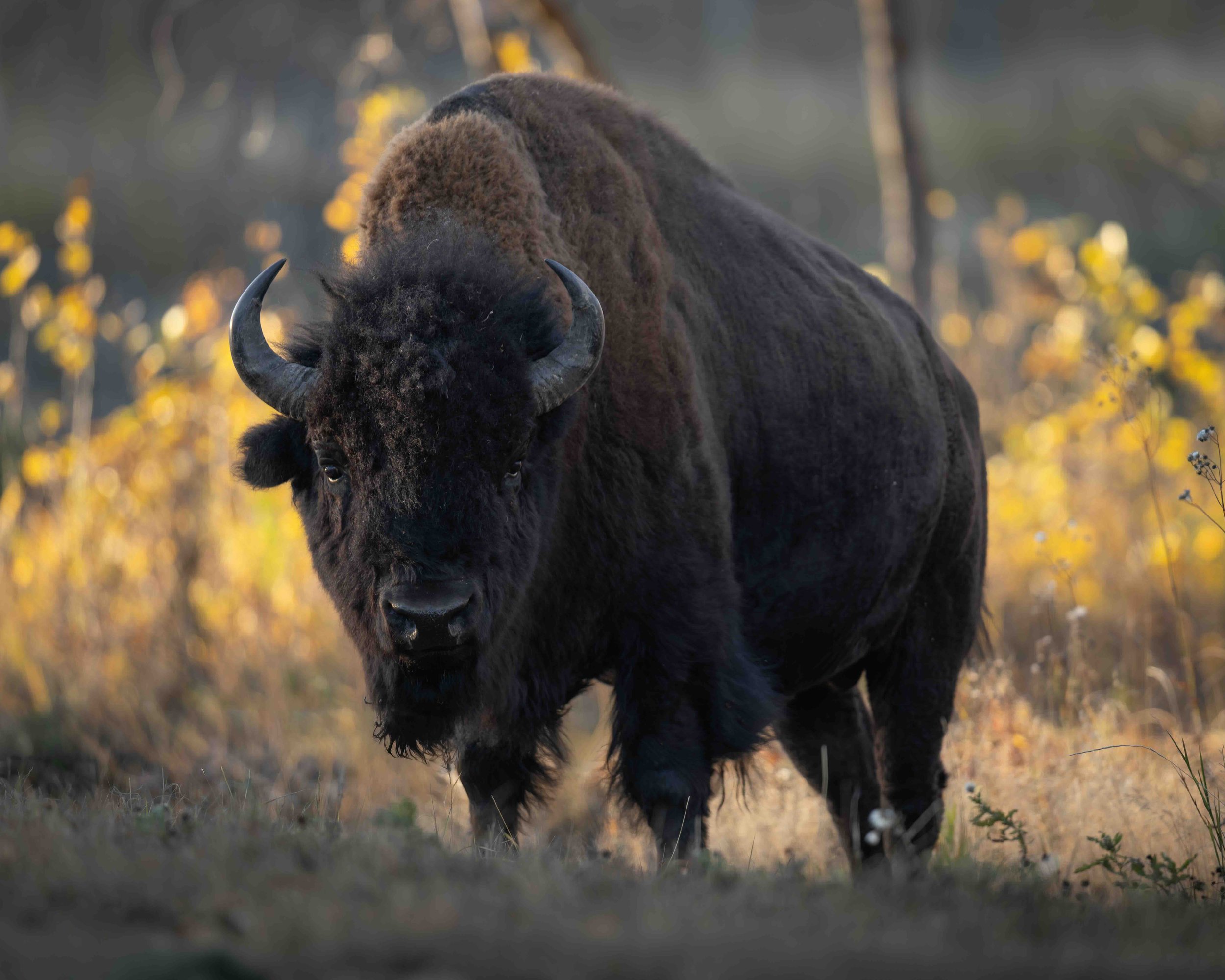 Bison SKU 5II9394 0.8 MB copy.jpeg