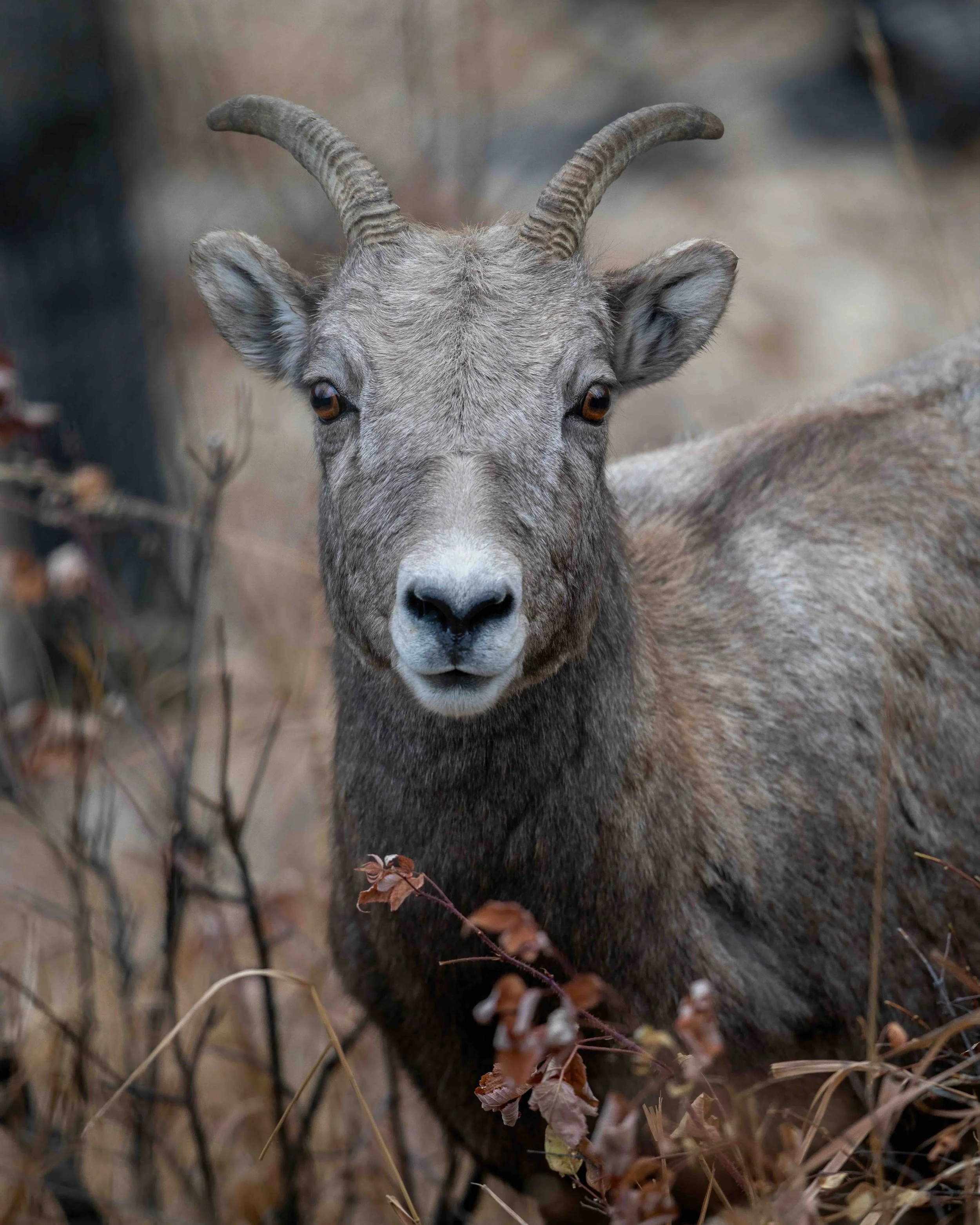 Bighorn ewe SKU 5II5399-2-GP 1.8 MB copy.jpeg