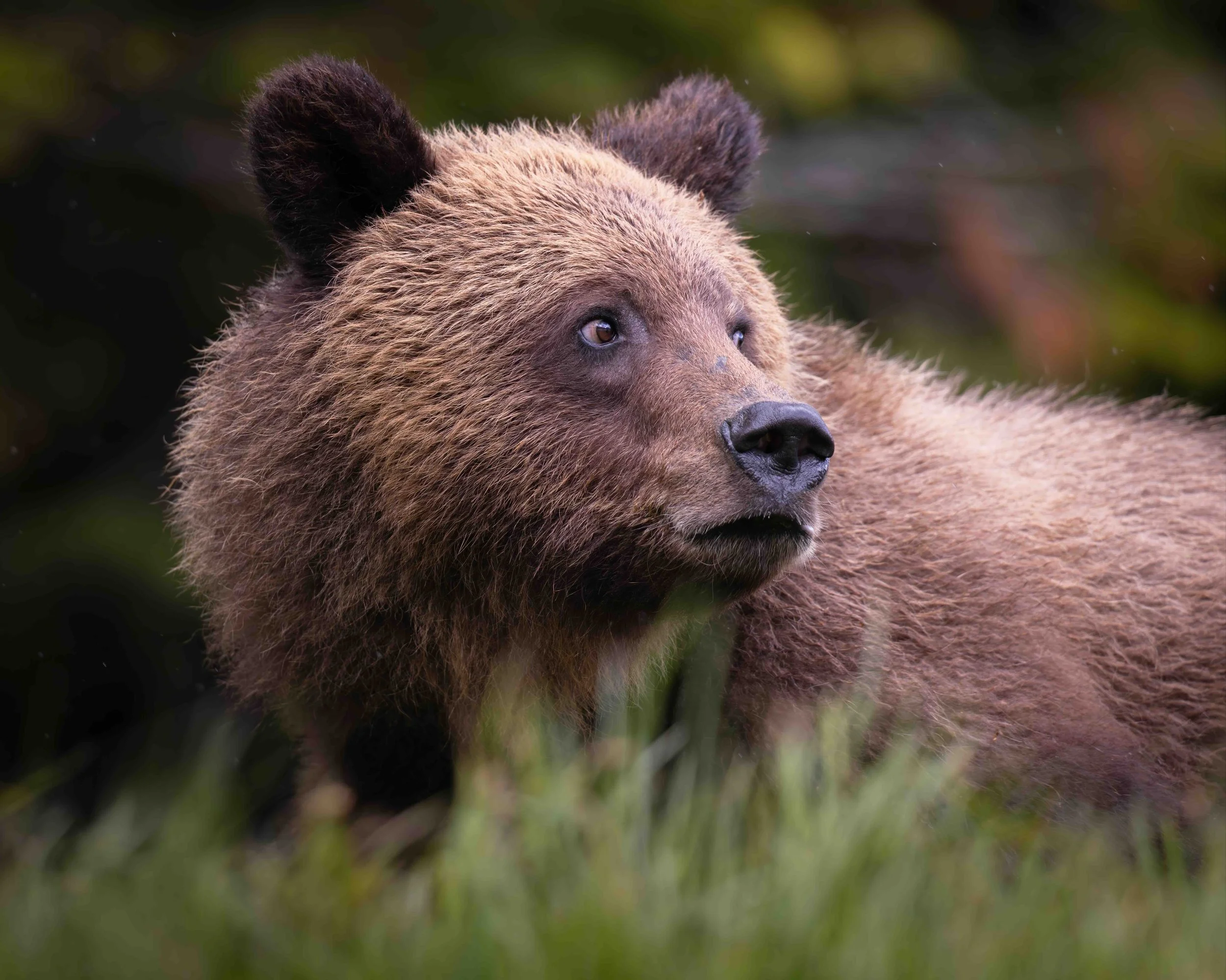 Grizzly SKU 5II5108-GP 1.6 MB copy.jpeg