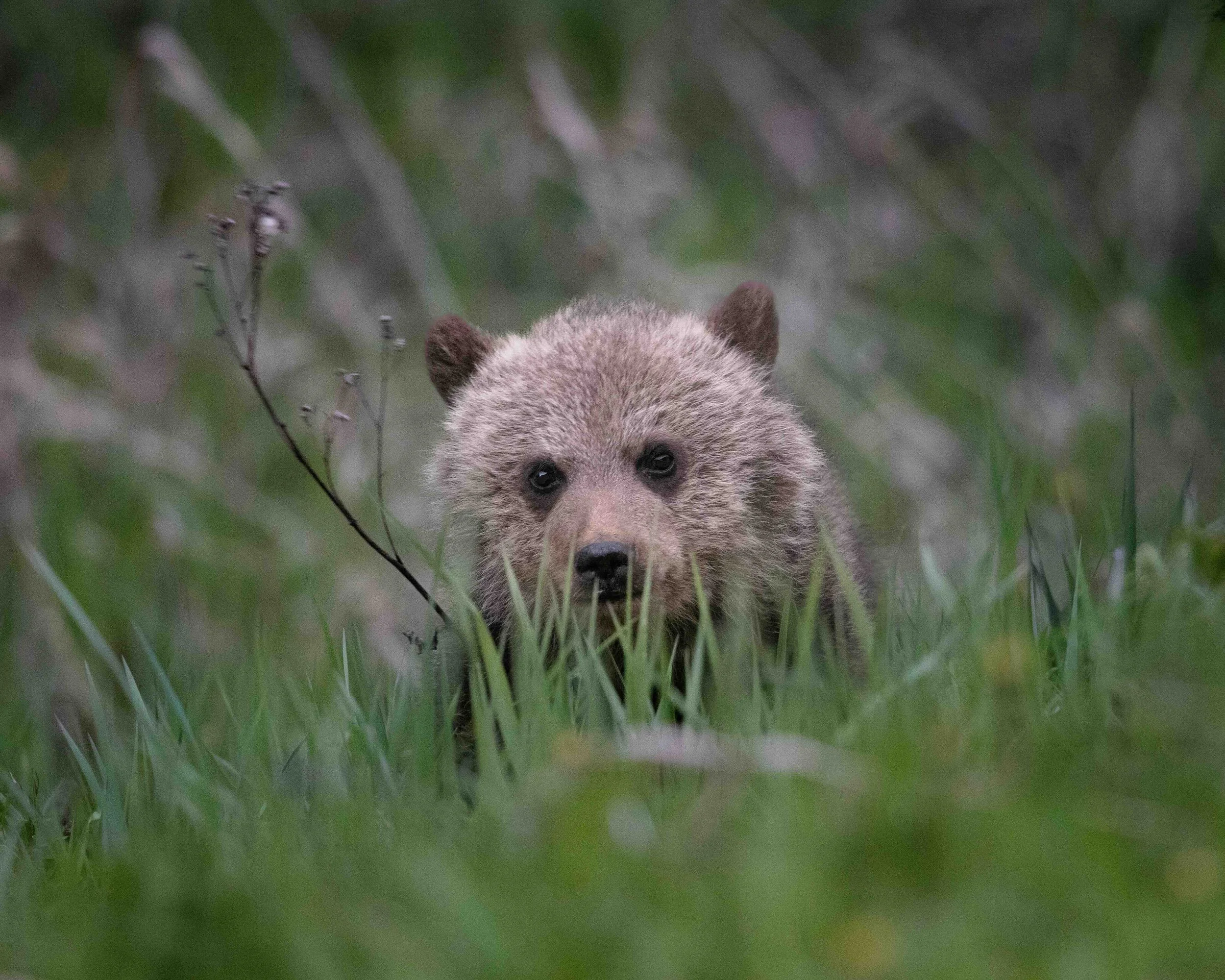 Grizzly Cub SKU 68A0548 - 1.0 MB copy.jpeg