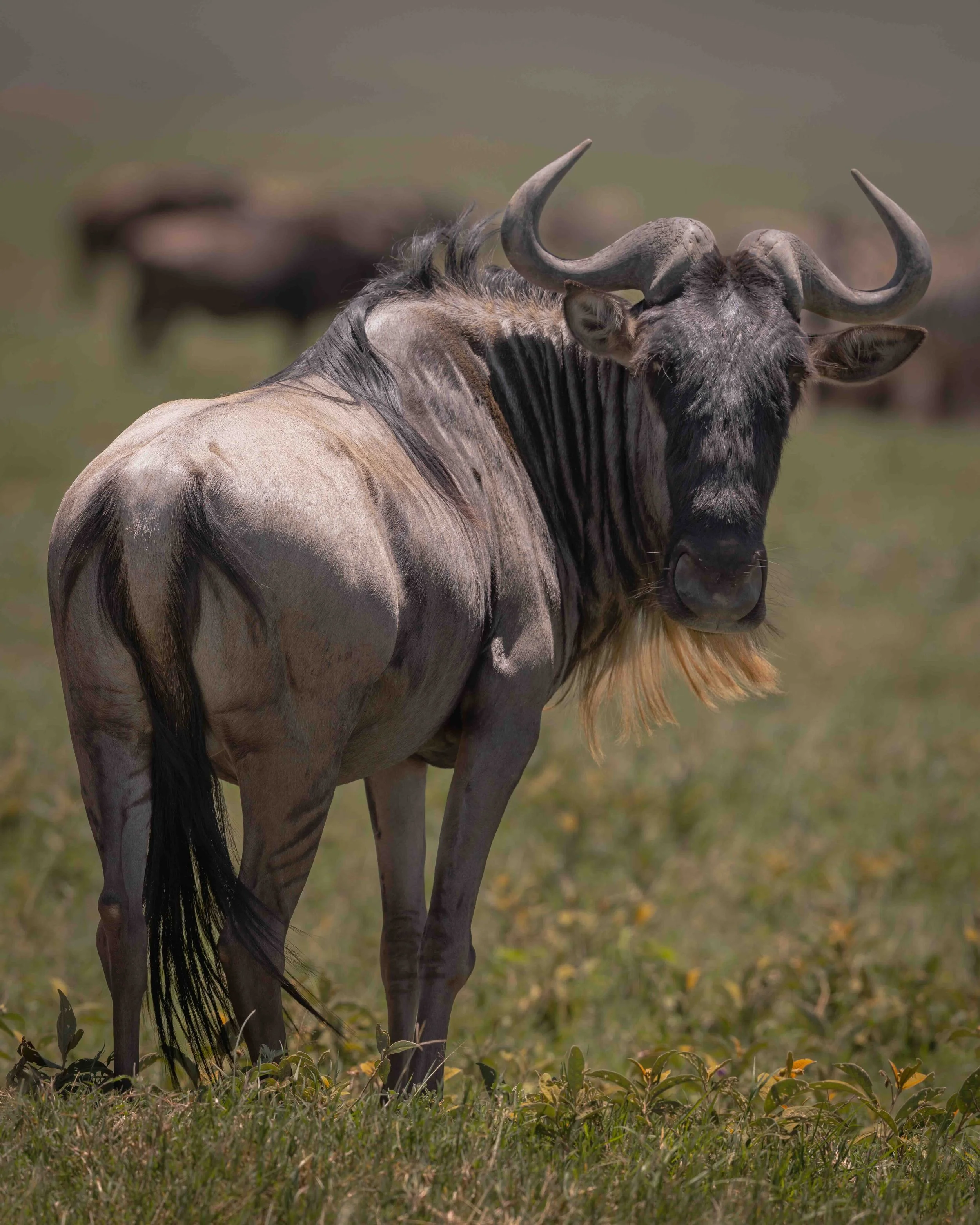 Wildebeest SKU 687779 - 1.1 MB copy.jpeg