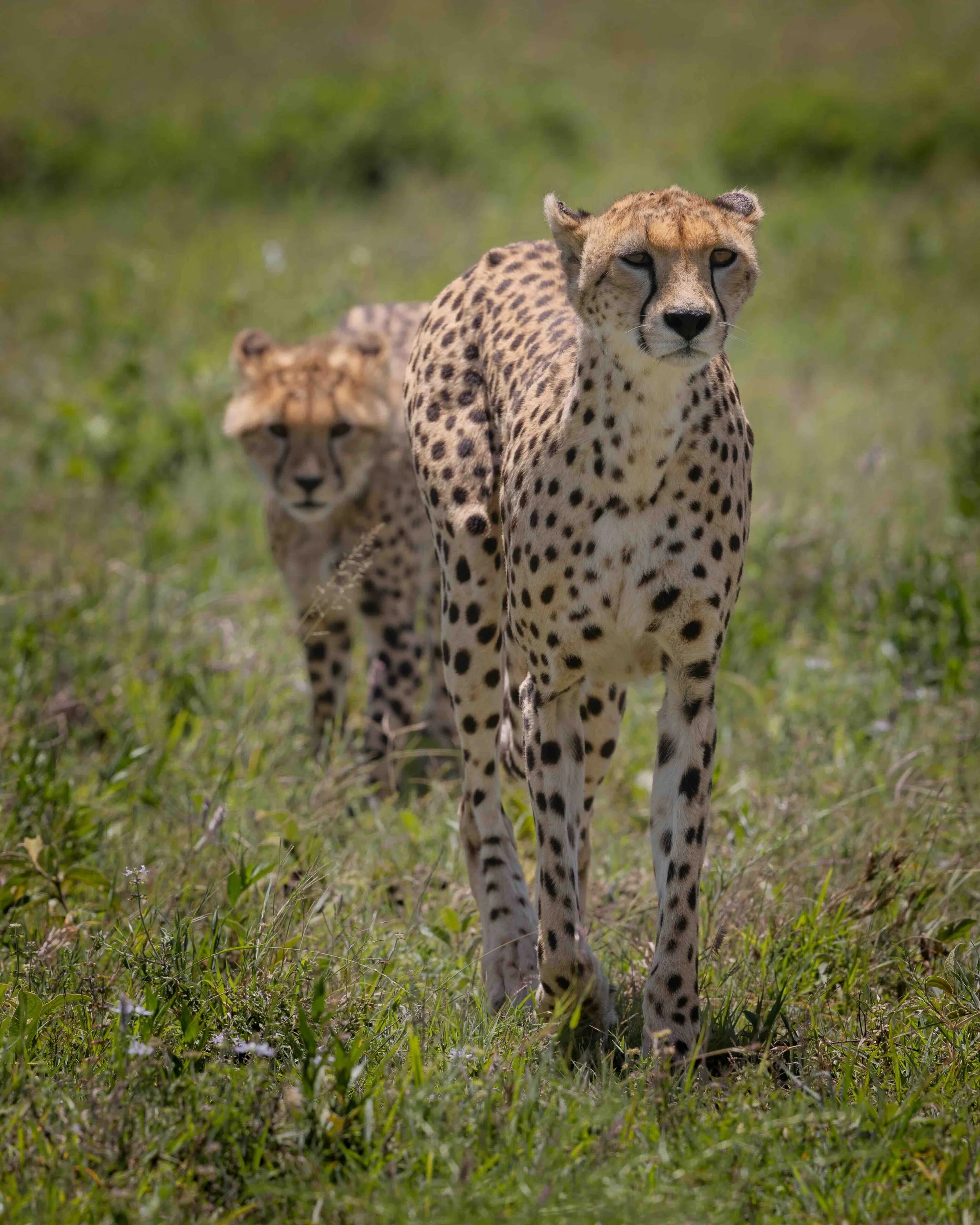 Cheetah SKU 686666 - 0.65 MB copy.jpeg
