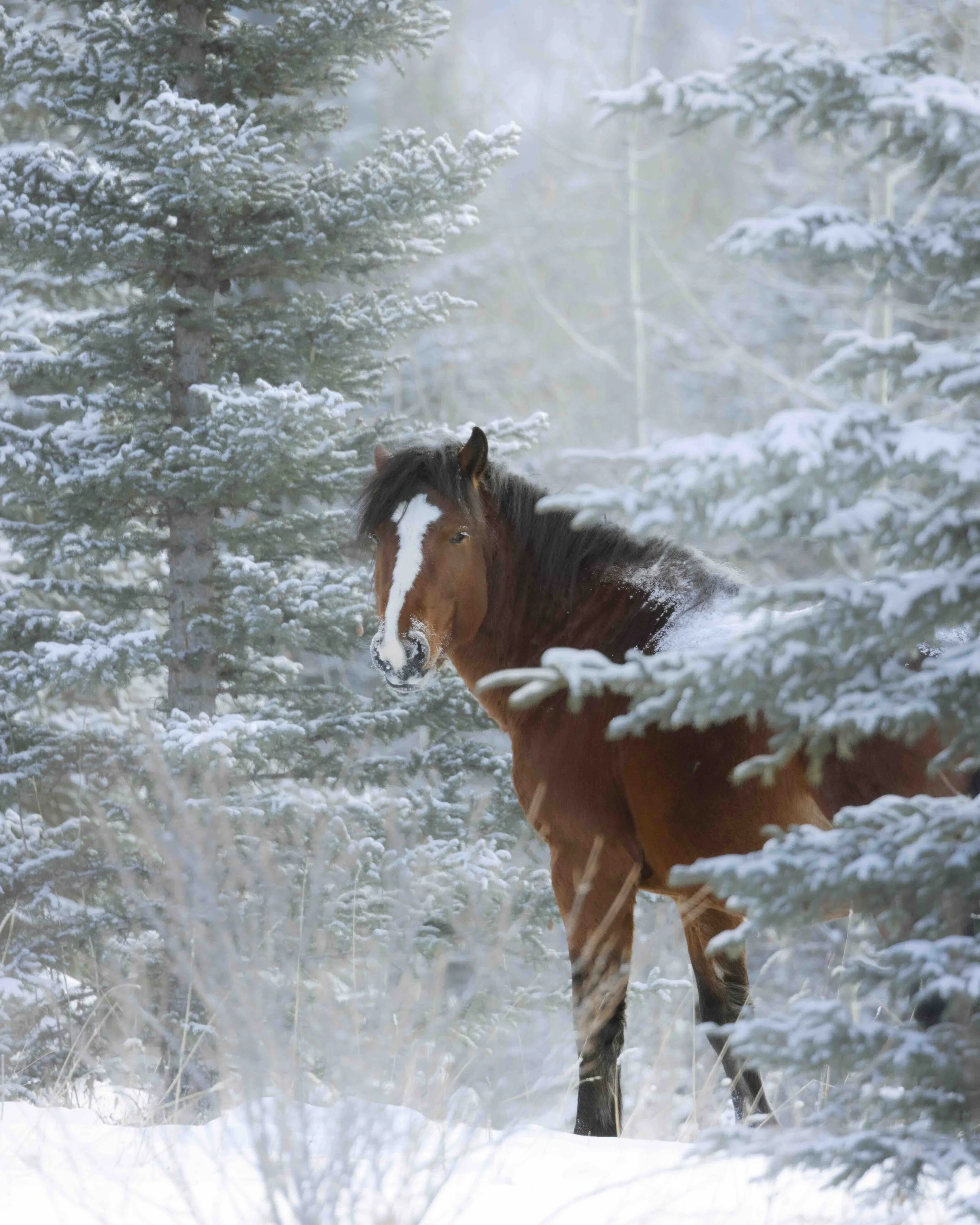 Wild Horse SKU 688965 - 1.0 MB copy.jpeg
