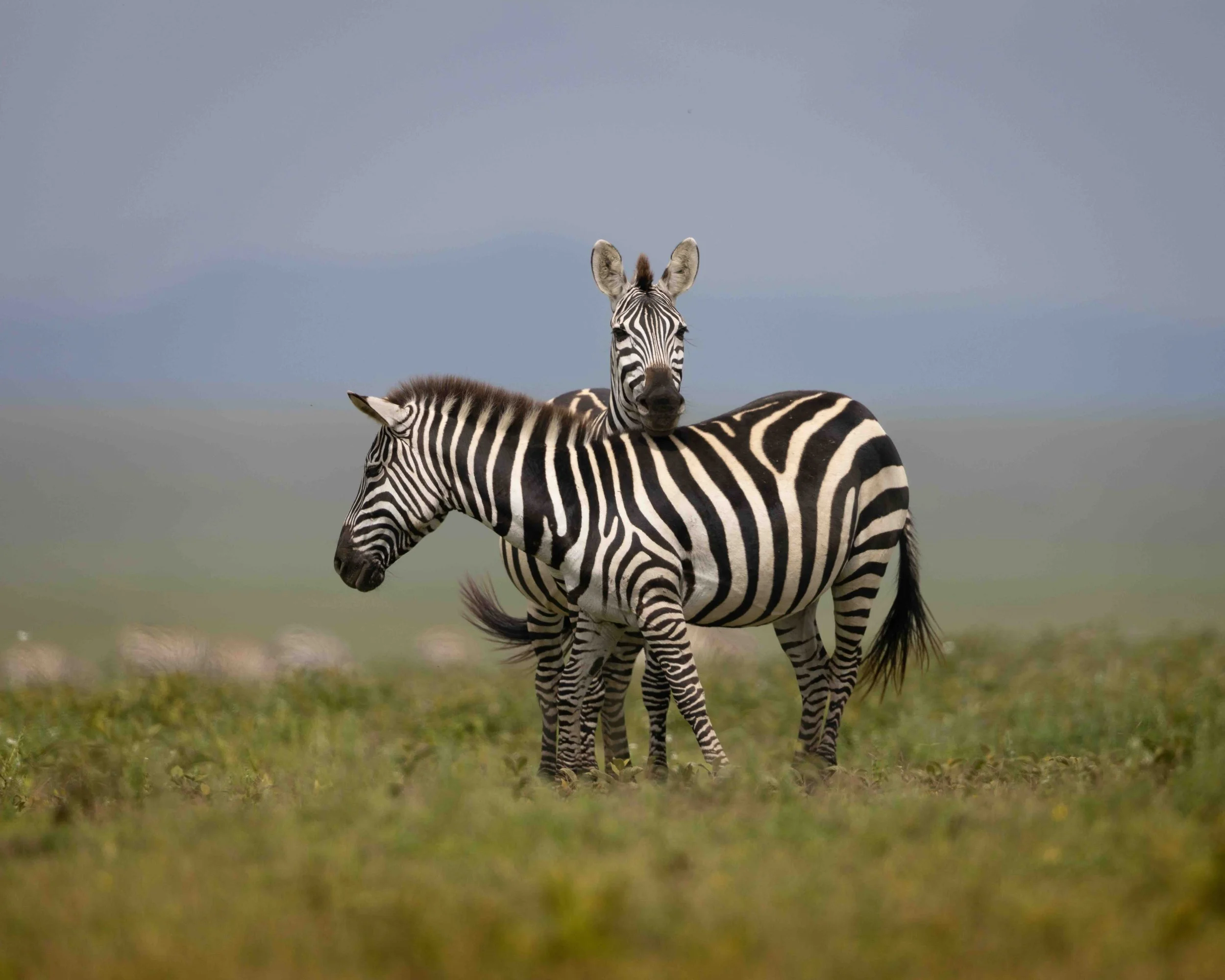 Zebra SKU 680399 - 0.8 MB copy.jpeg