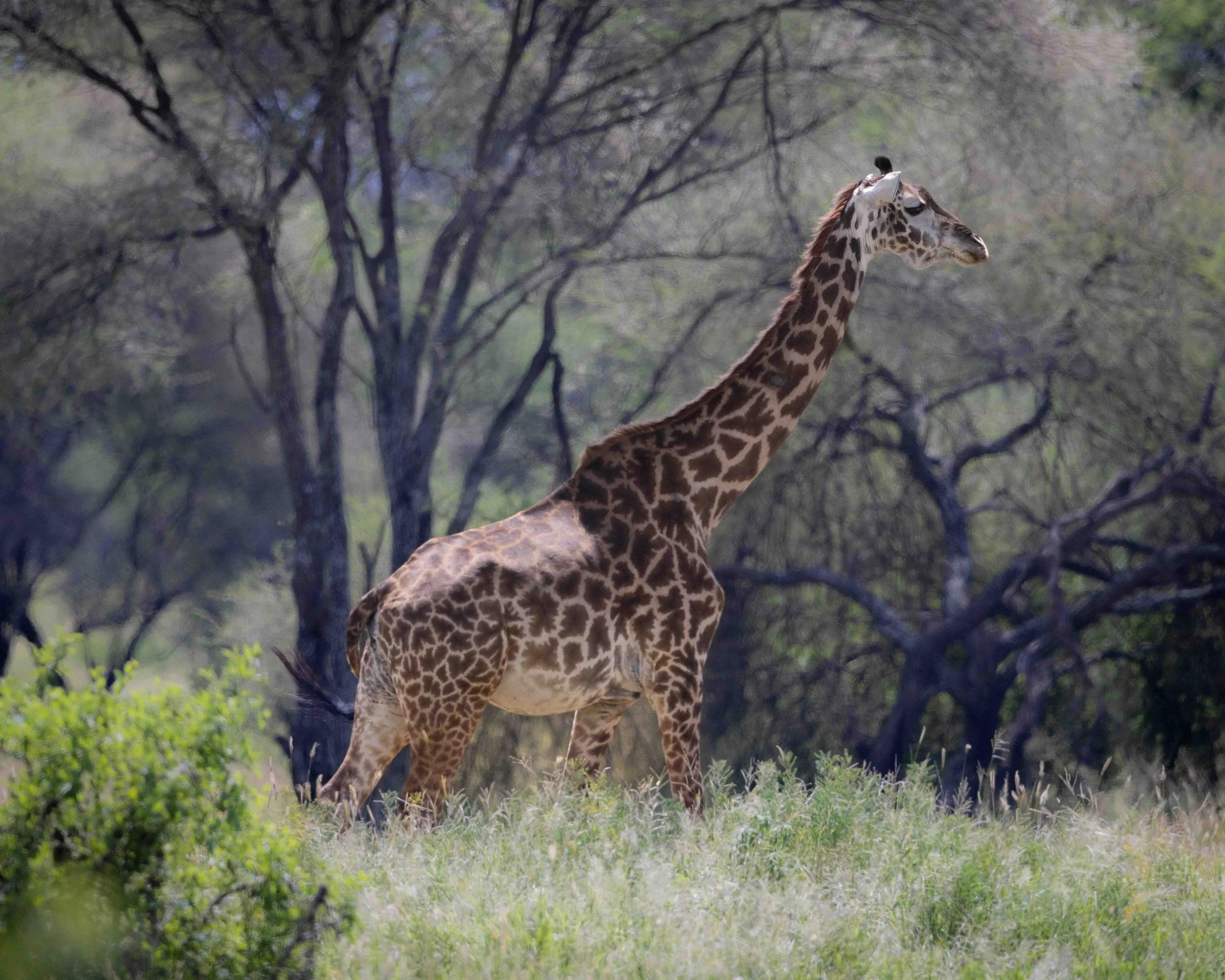 Giraffe SKU 683297 - 1.1 MB copy.jpeg