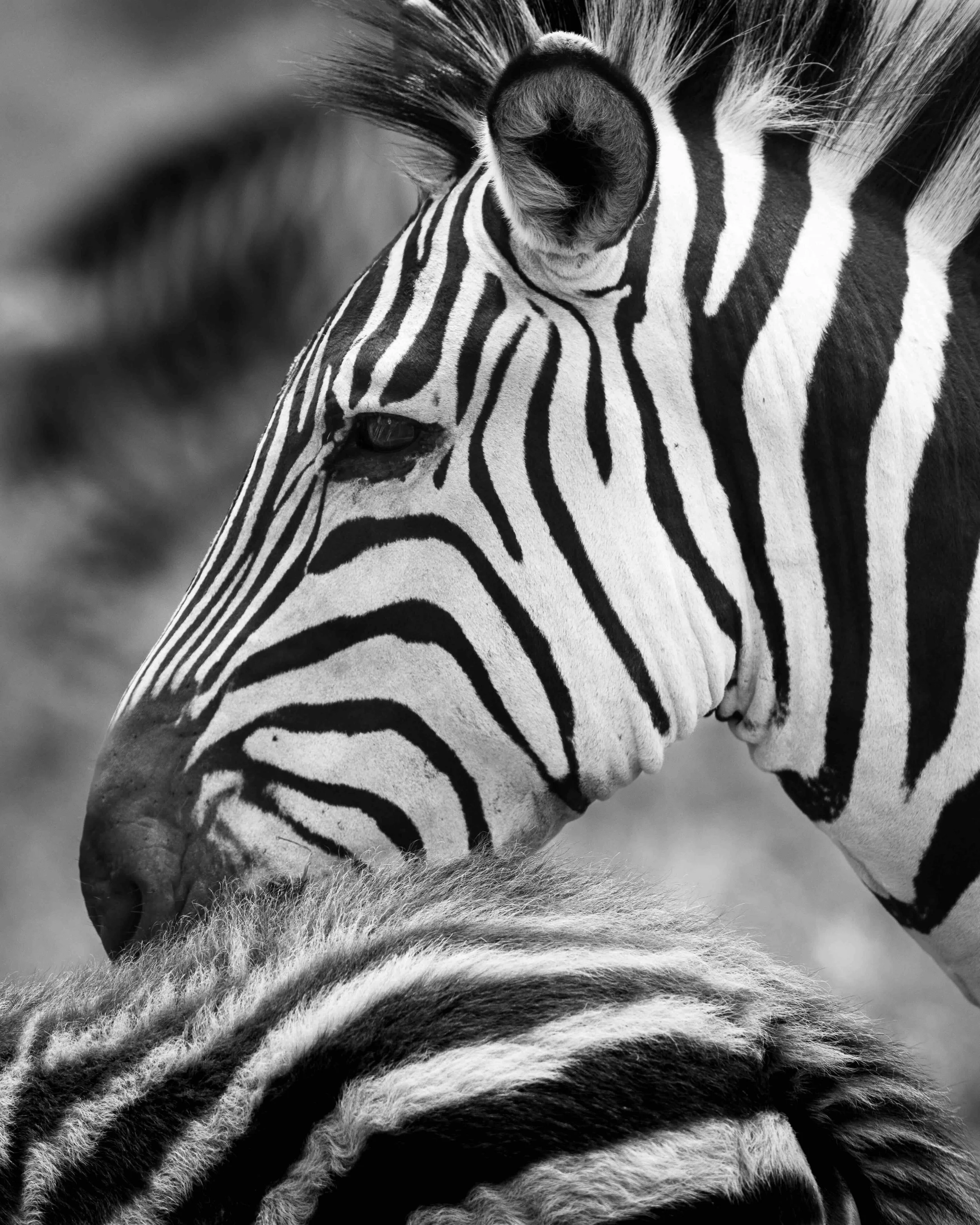 Zebra SKU 681033 - 1.0 MB copy.jpeg