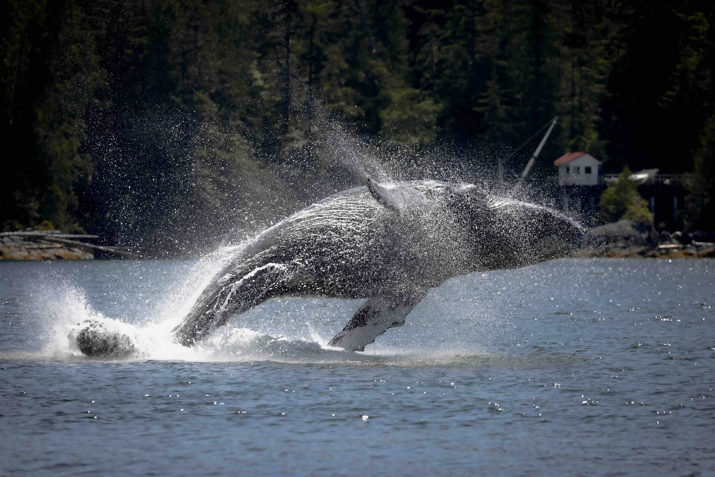 Humpback breach SKU 685984 - 2.2 MB copy.jpeg