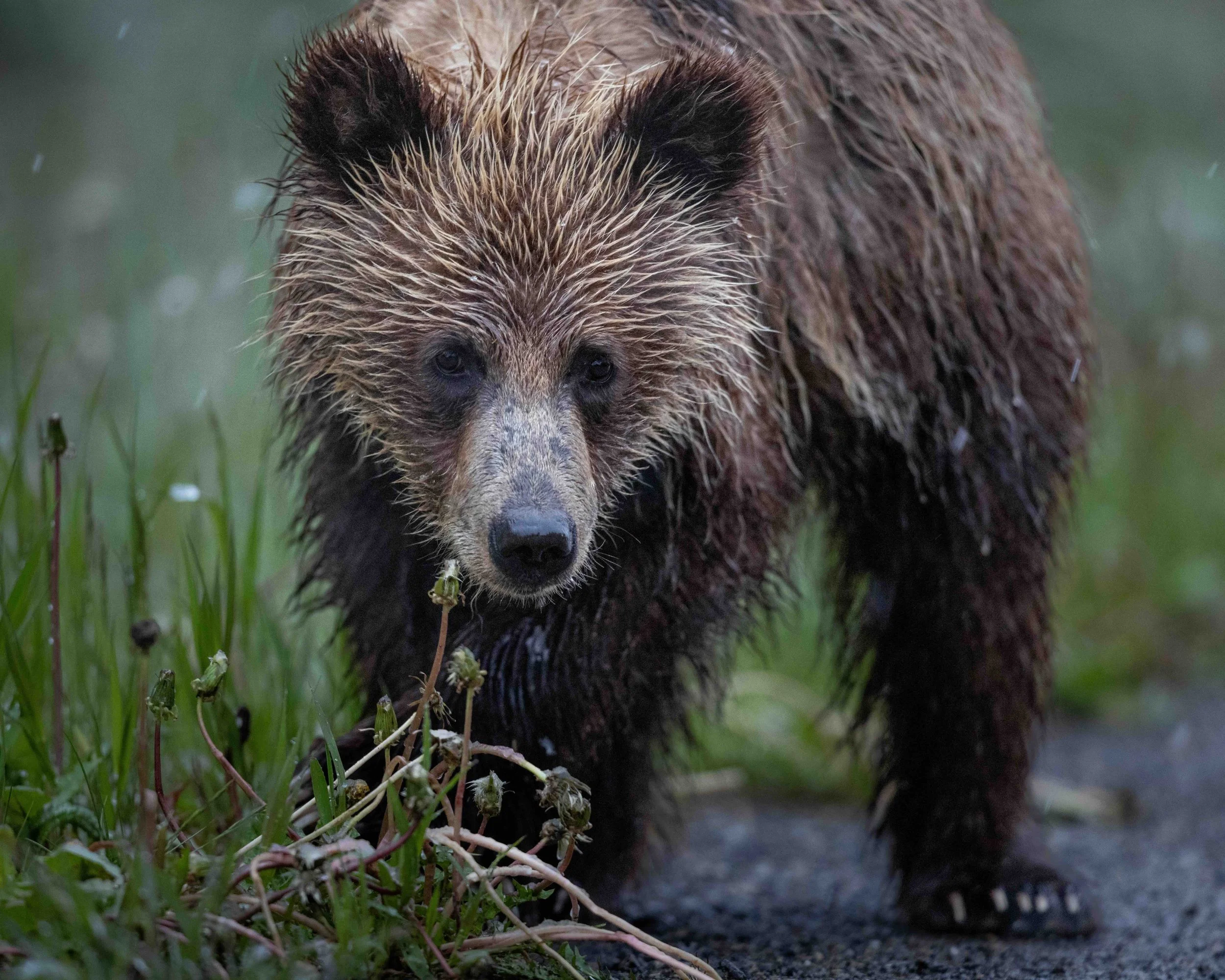 Grizzly cub SKU 5II2020 - 1.9 MB copy.jpeg