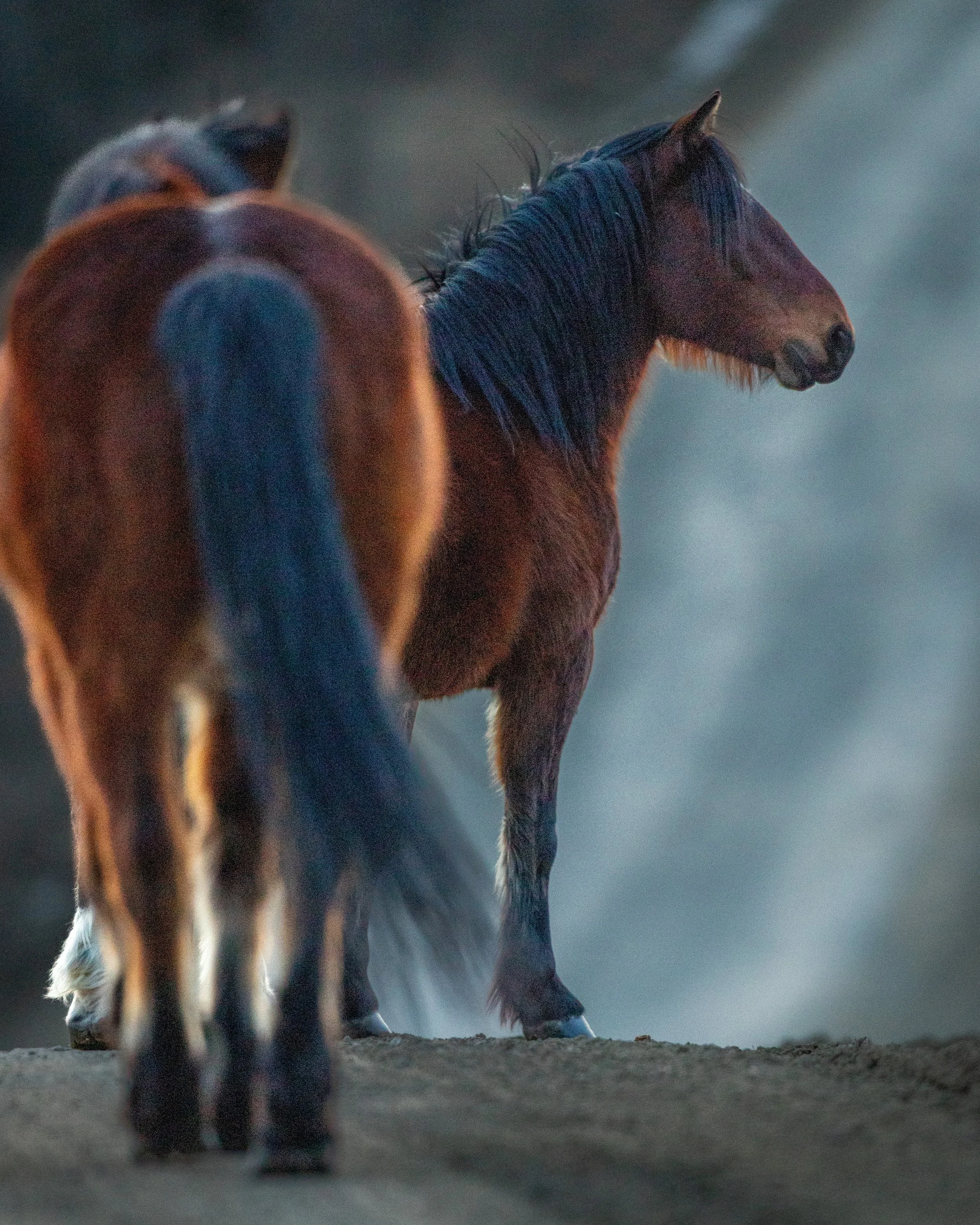 Wild Horse SKU 5II9439 - 12.2 MB.jpeg