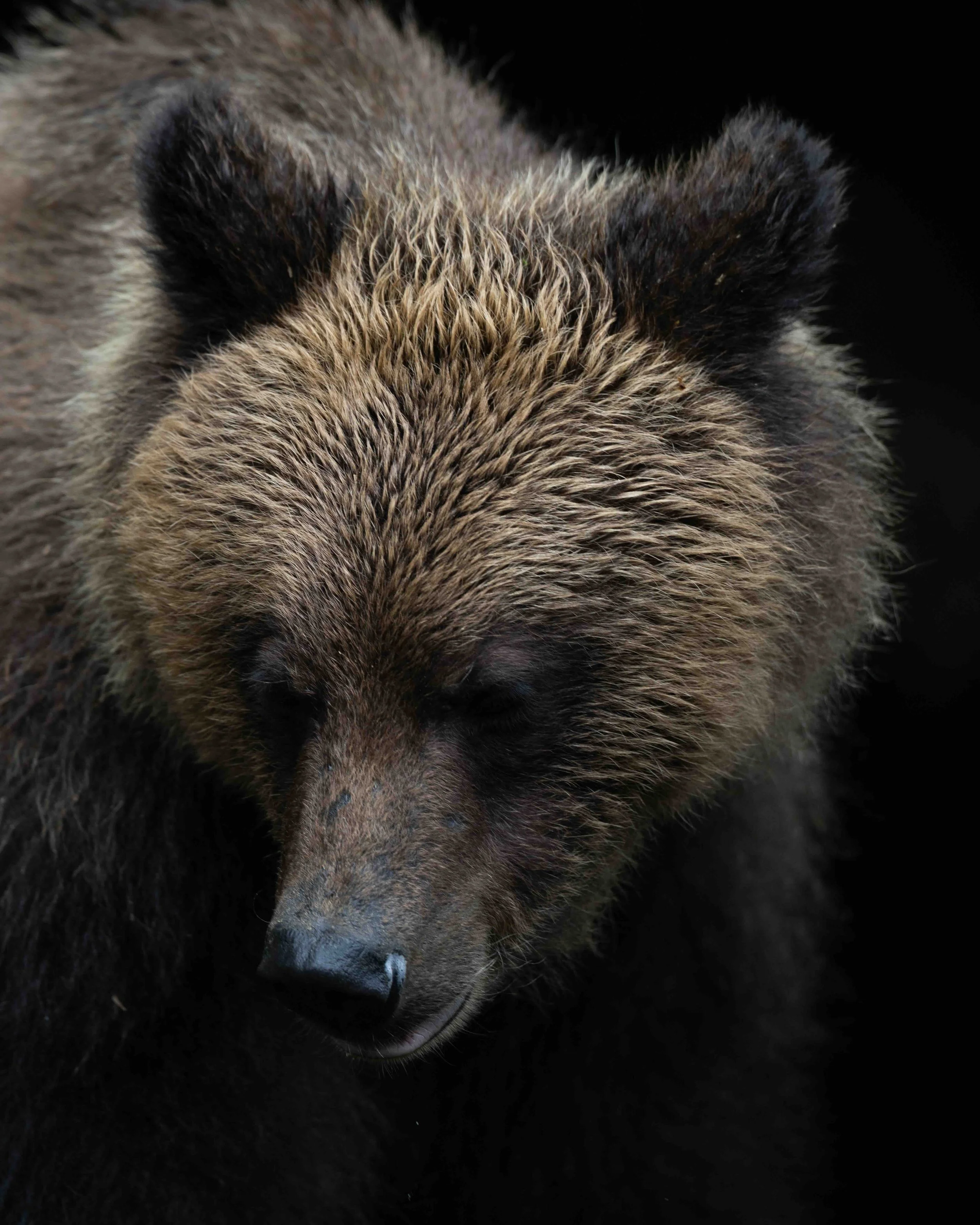 Grizzly SKU 5II4504 - 1.1 MB copy.jpeg