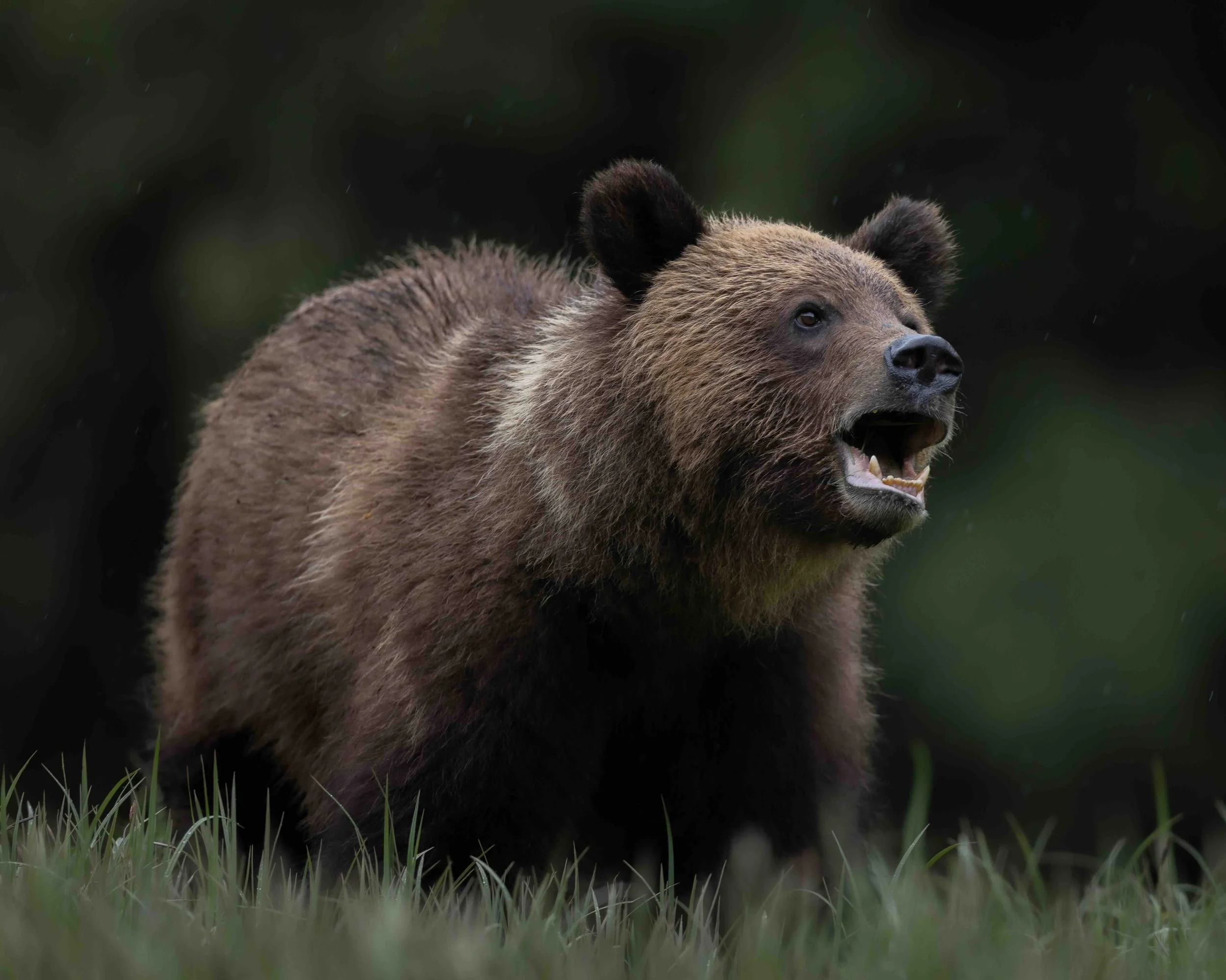 Grizzly SKU 5II0067 - 0.76 MB copy.jpeg