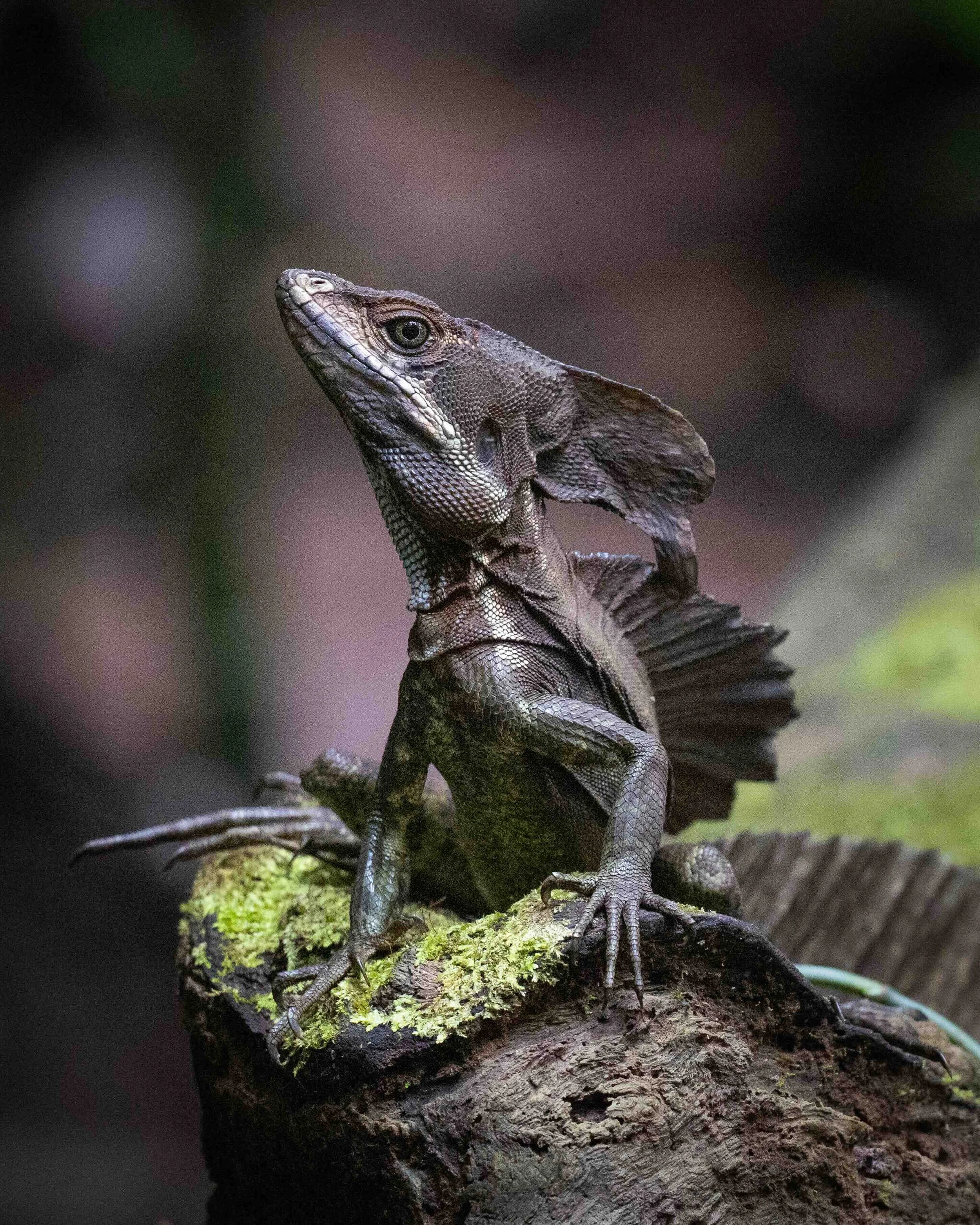 5:4 format Jesus Lizard SKU 5118483