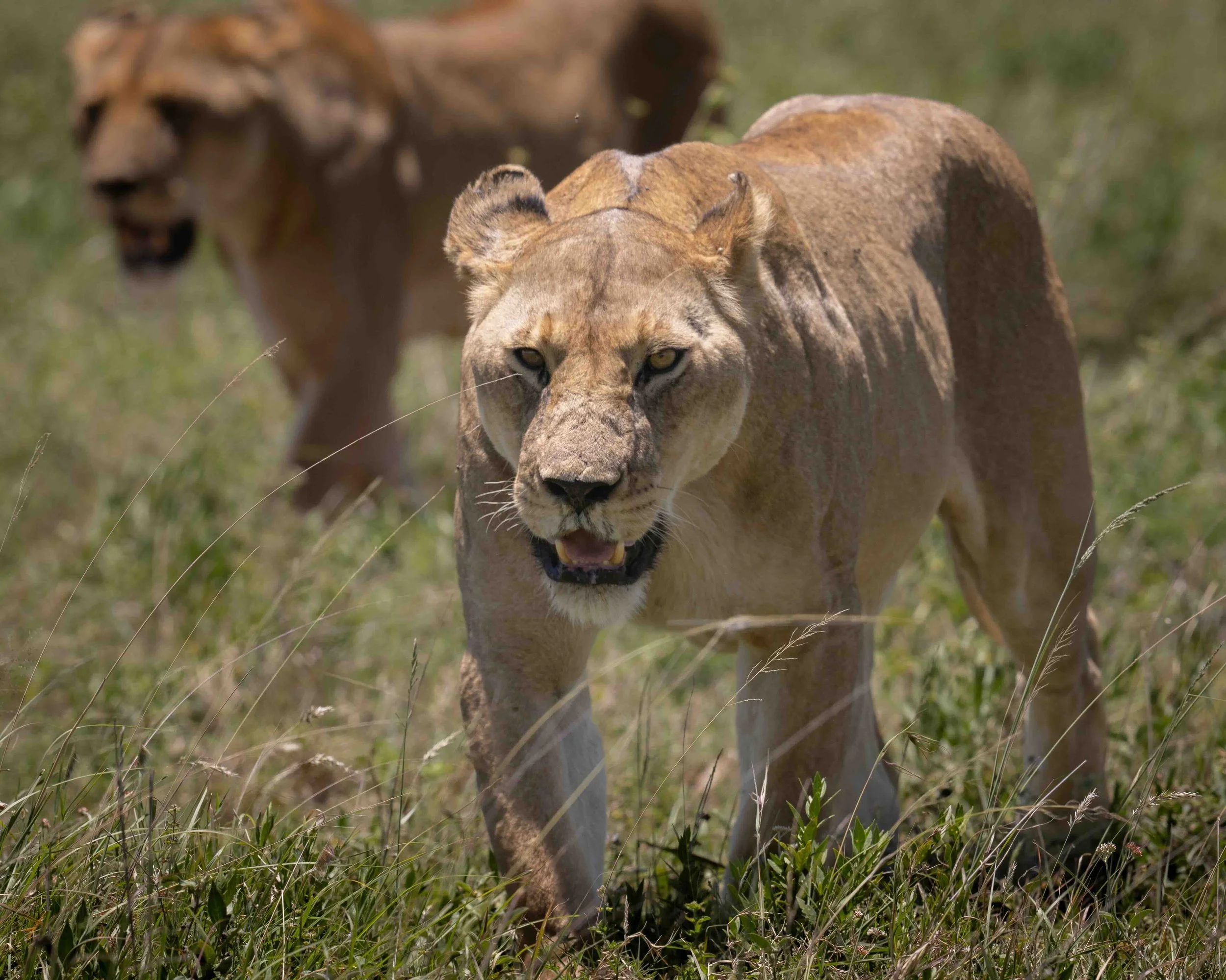 Lion SKU 687191 - 0.75 MB copy.jpeg