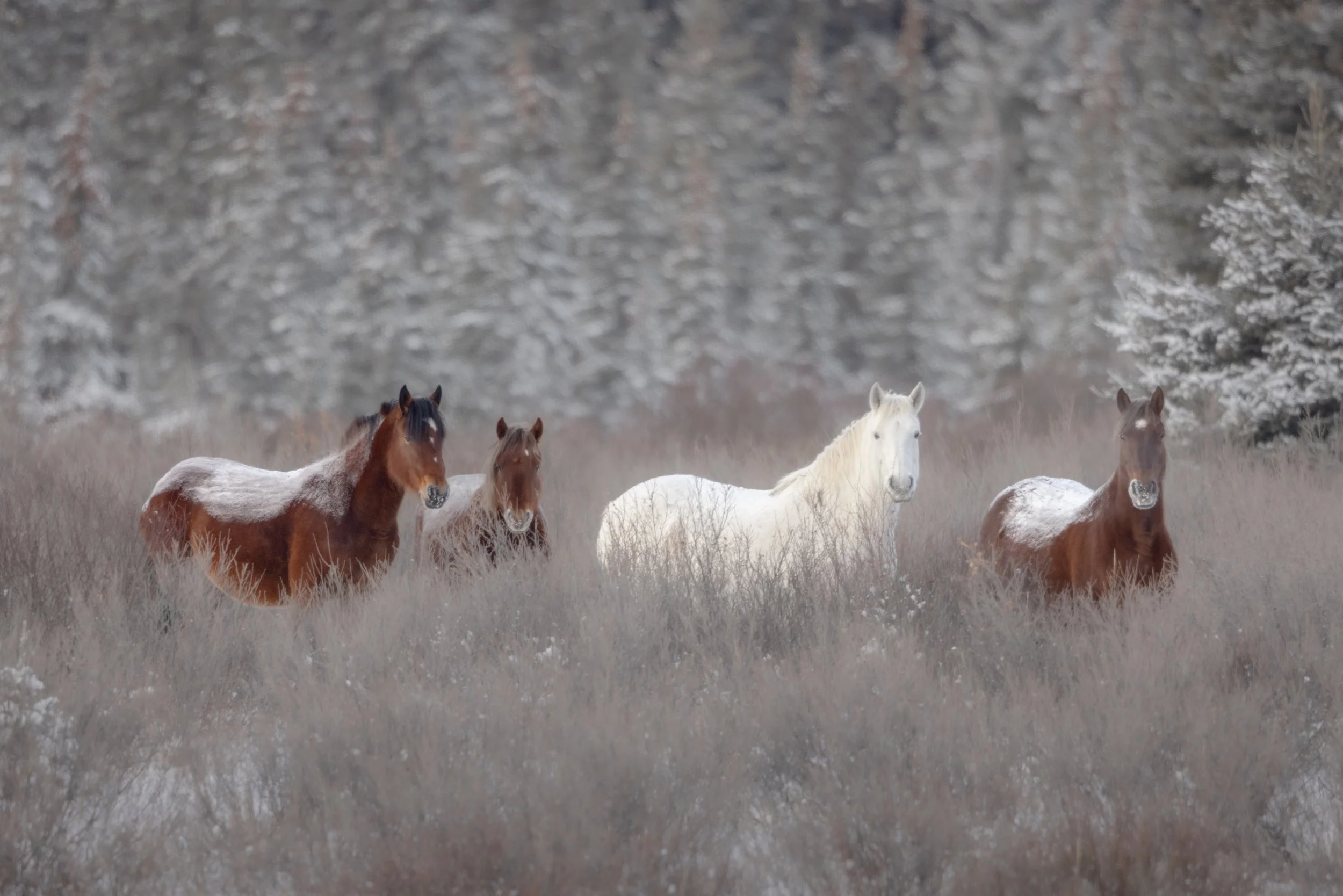 Wild Horse SKU 681226 - 12 MB.jpeg