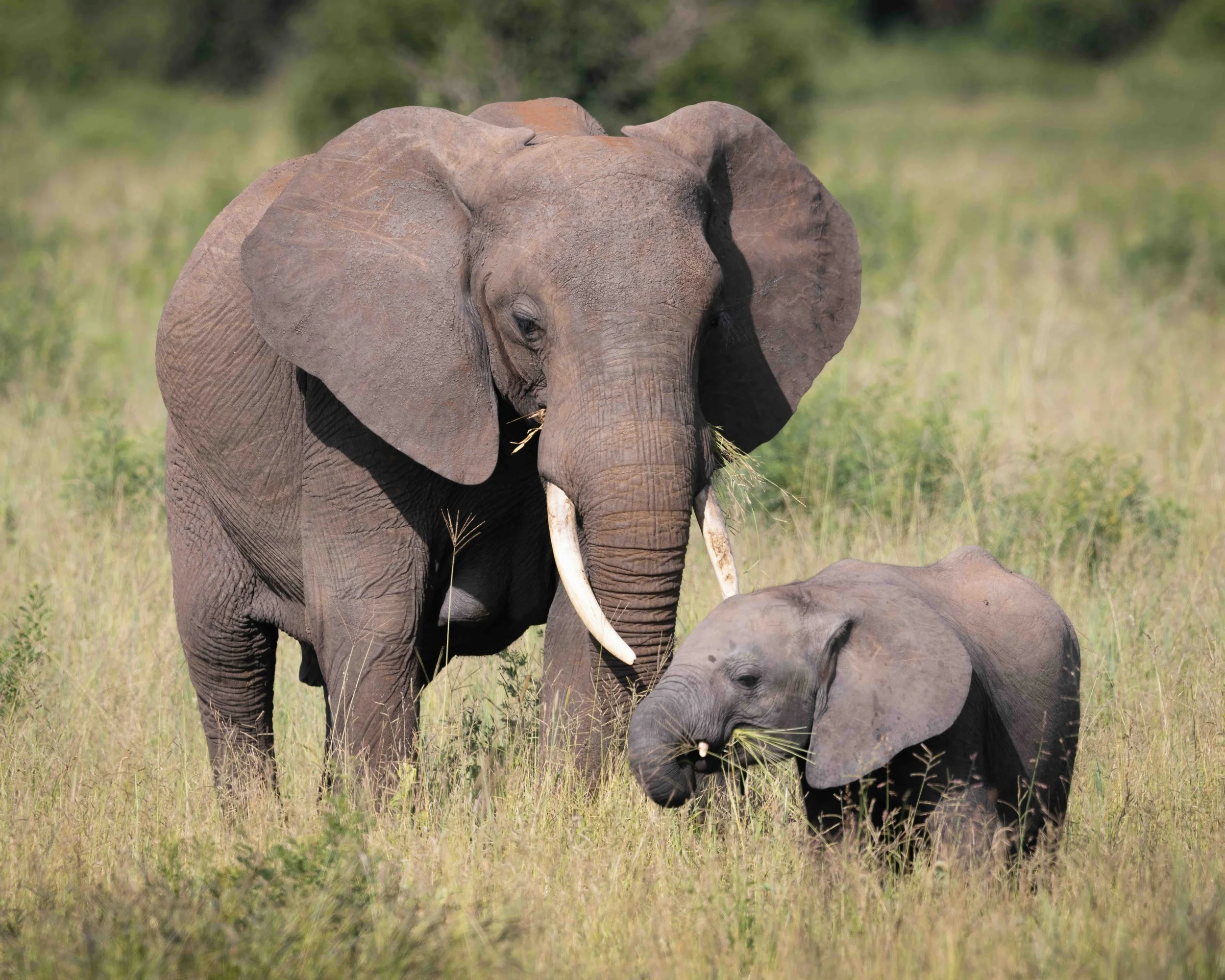 Elephant SKU 686175 - 3.7 MB copy.jpeg