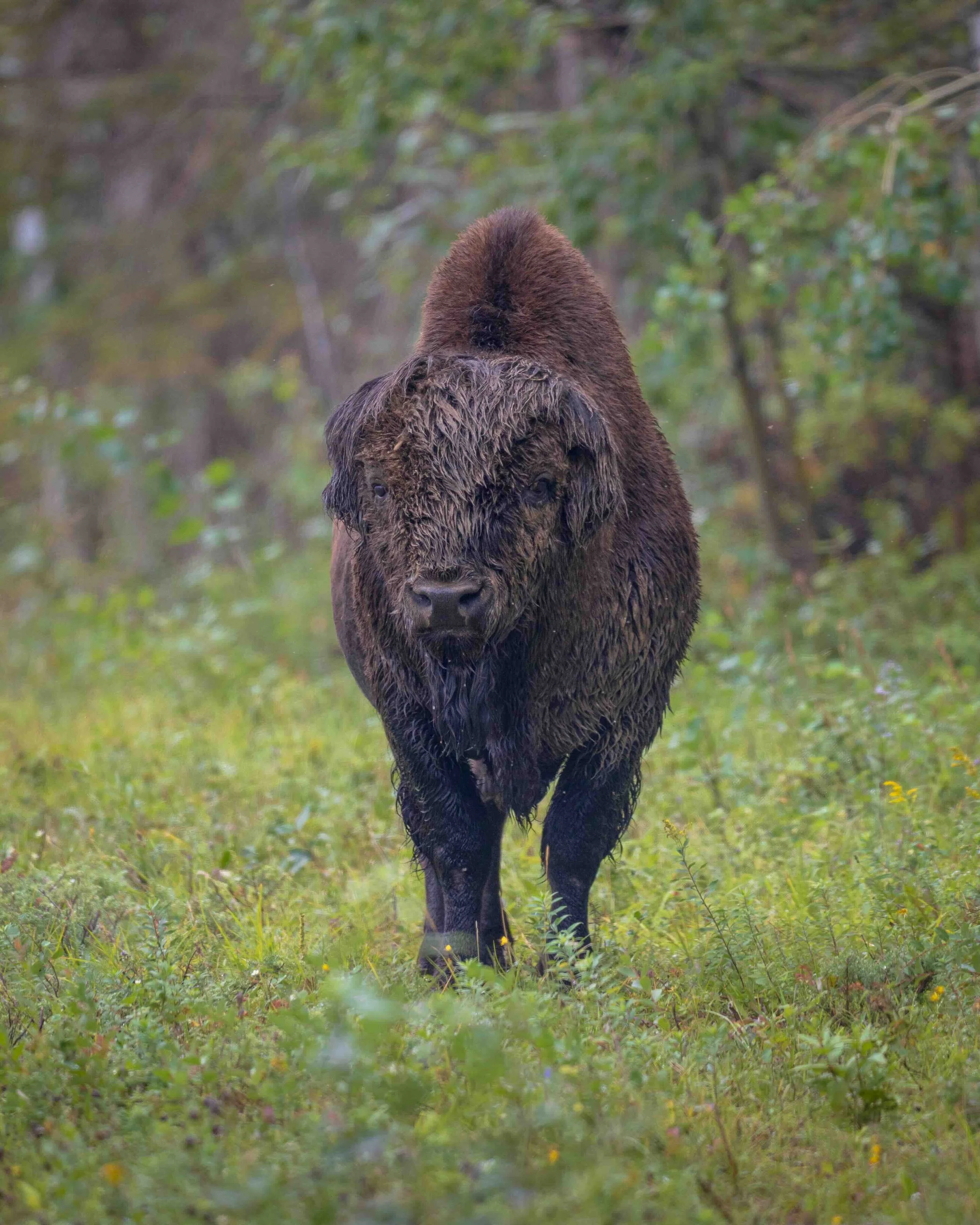 5:4 format Wood Bison wet SKU 5116384