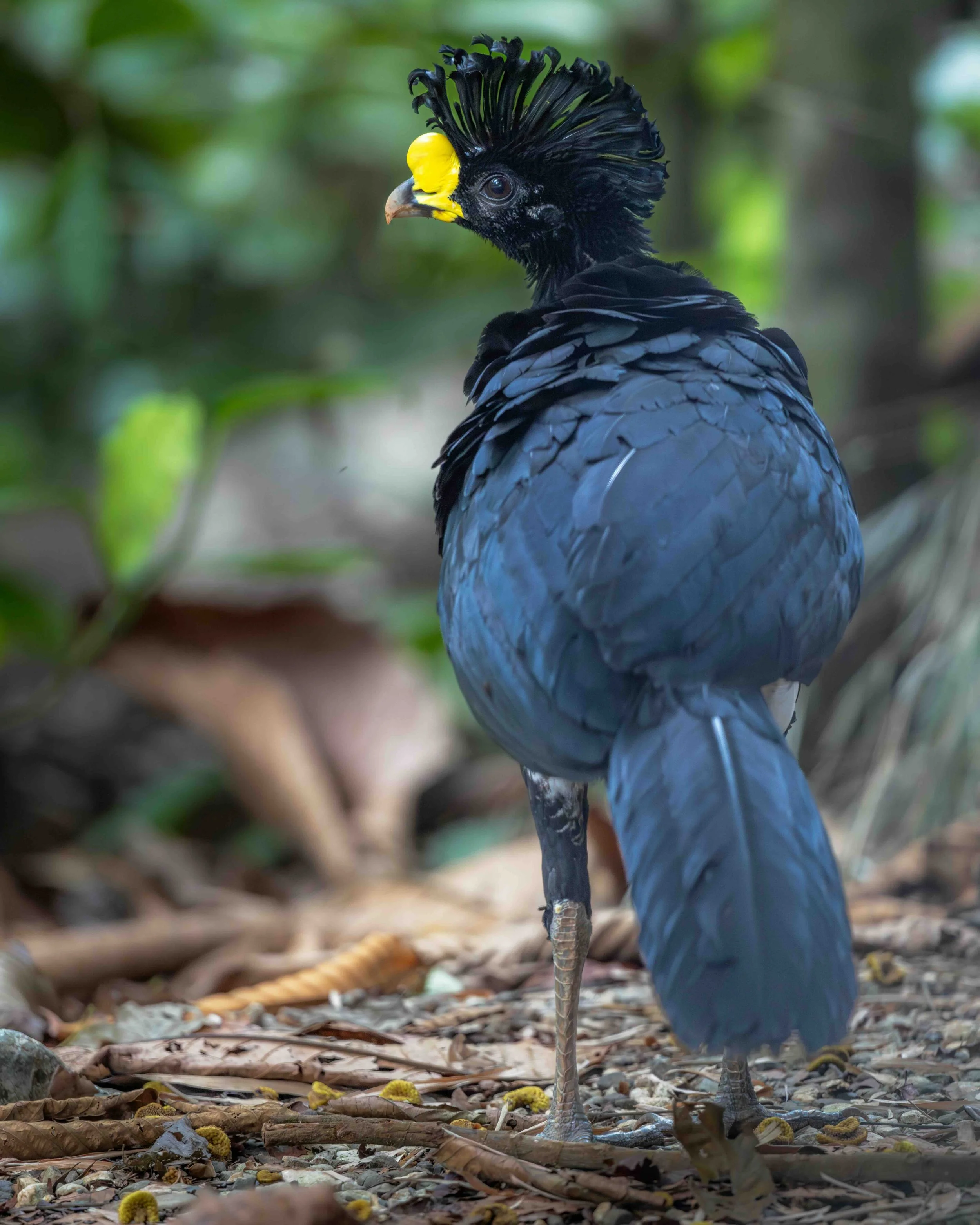 5:4 format Great Curassow male SKU 5115489