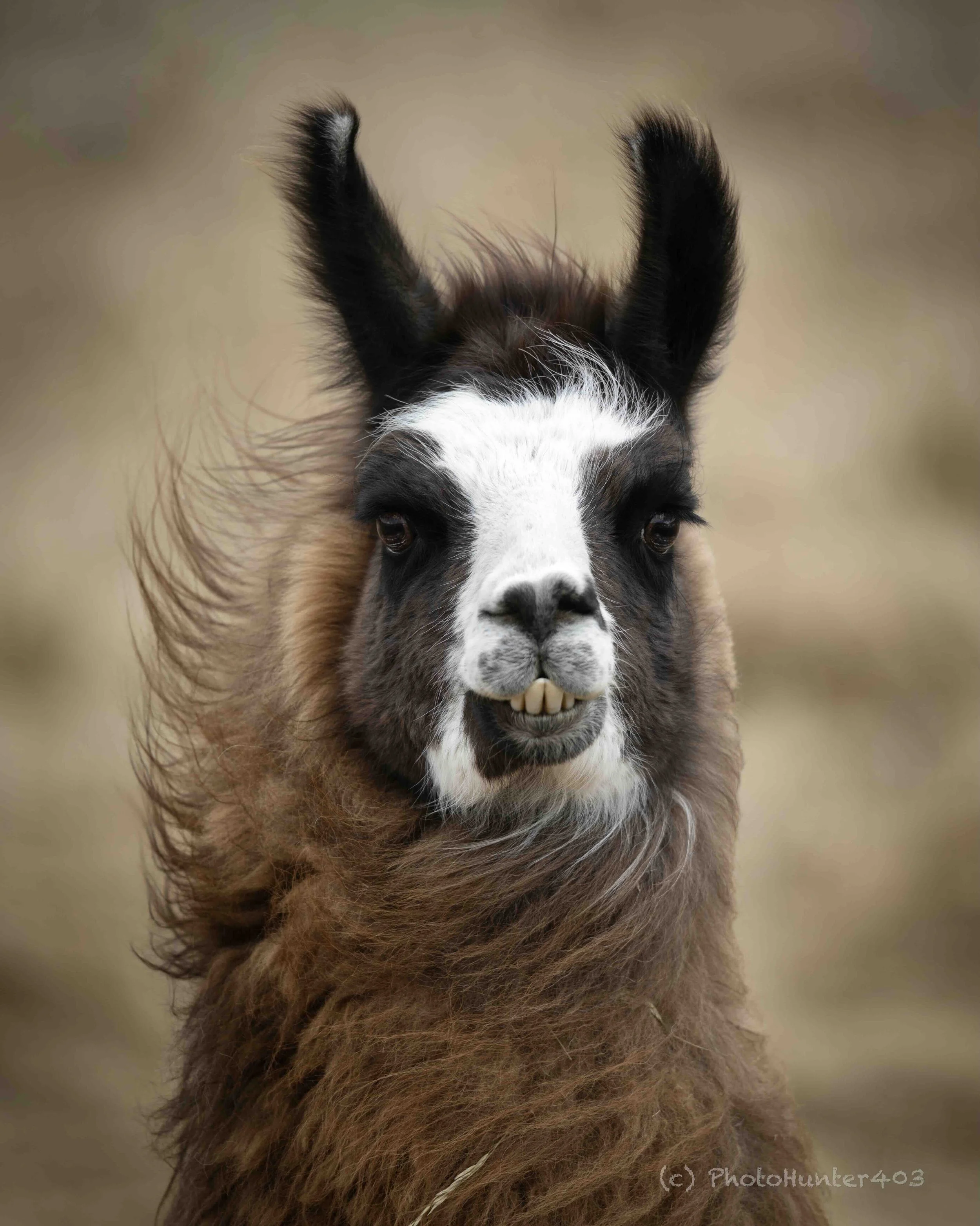 Llama SKU 5II3822 - 0.86 MB copy.jpeg