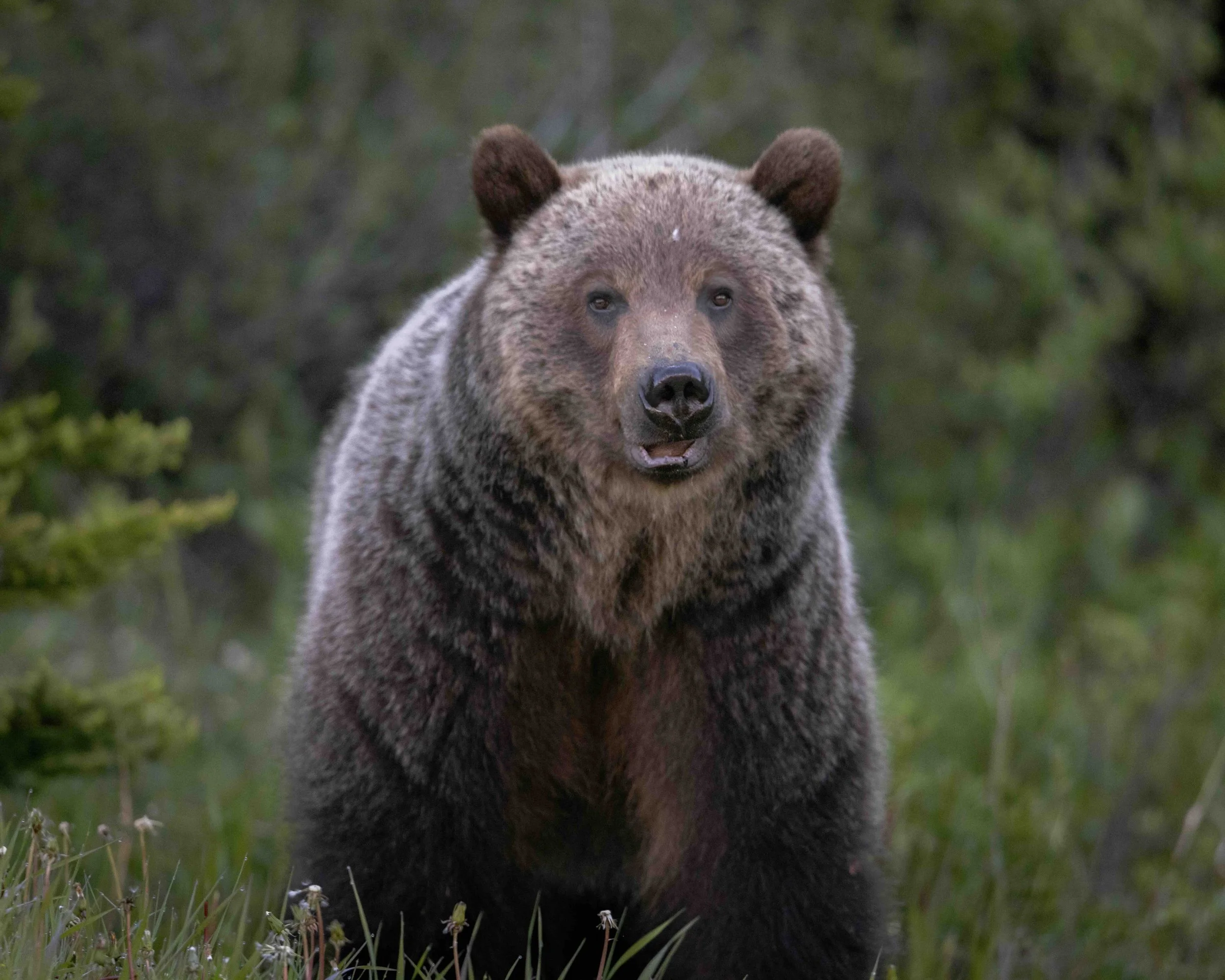 Grizzly SKU 683519 - 1.5 MB copy.jpeg
