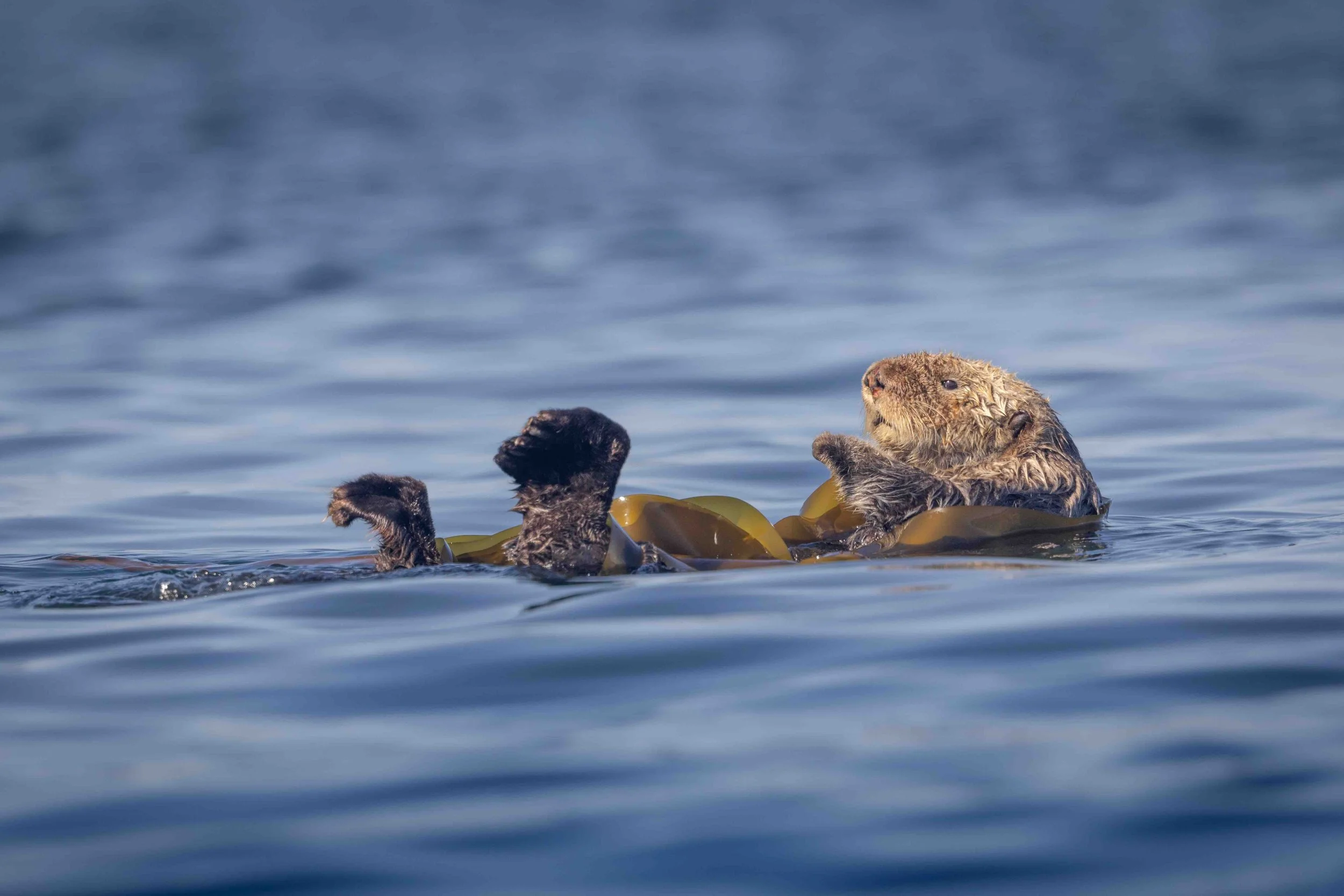Sea Otter SKU 15067 - 0.5 MB copy.jpeg