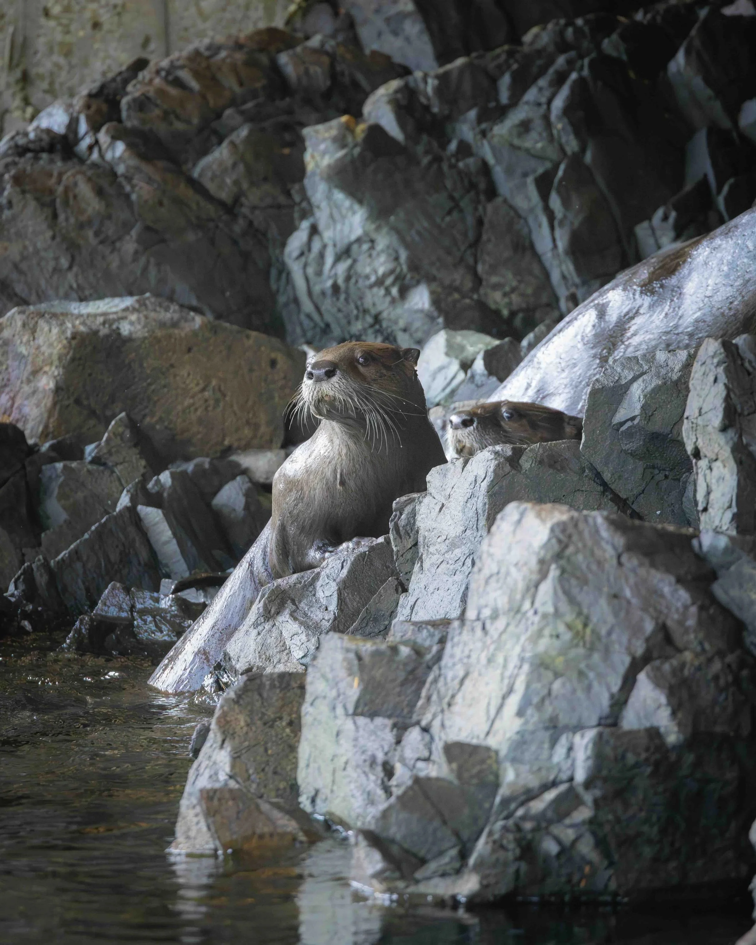 5:4 format River Otter SKU 516524