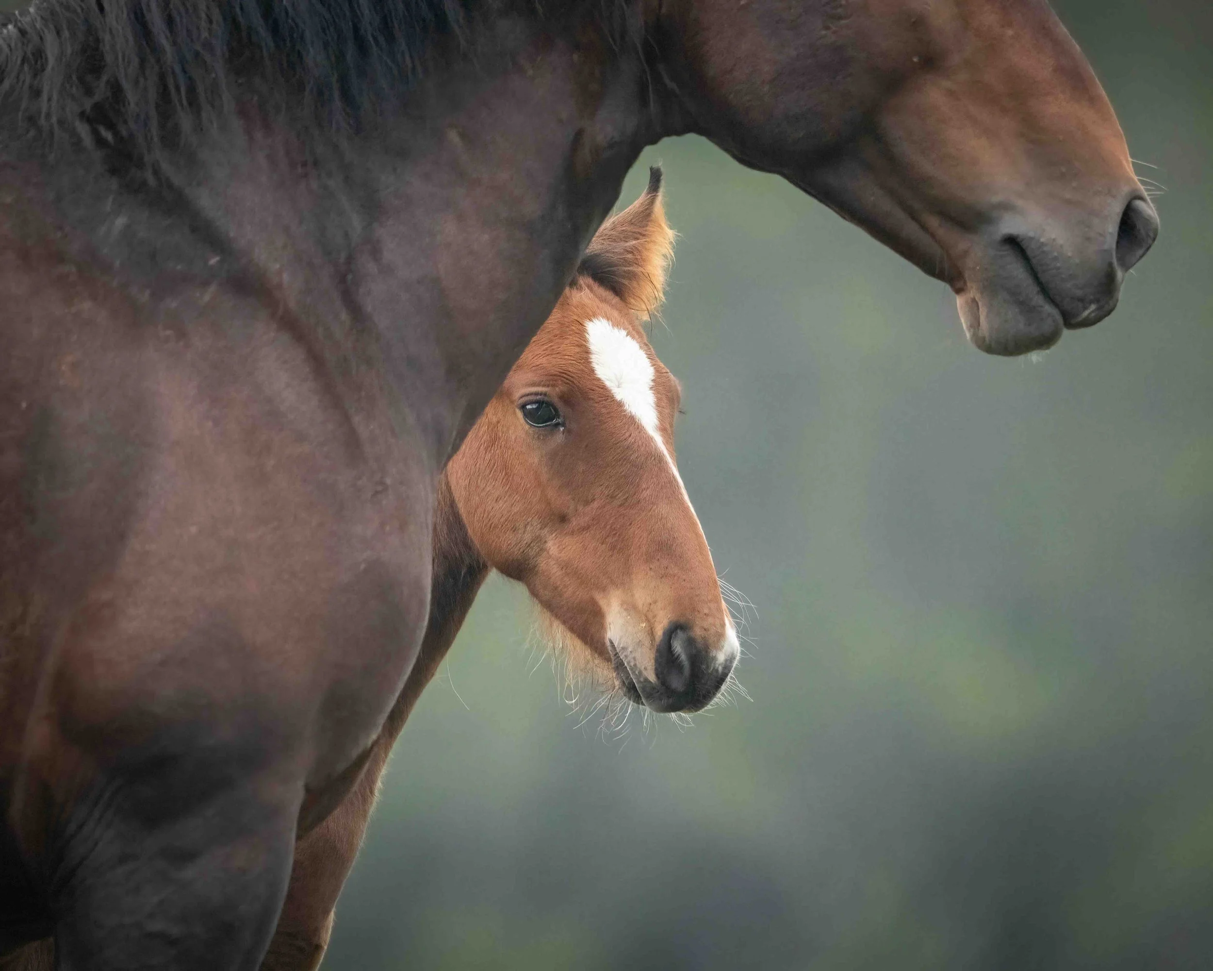 Wild Horse SKU 683501 - 0.6 MB copy.jpeg