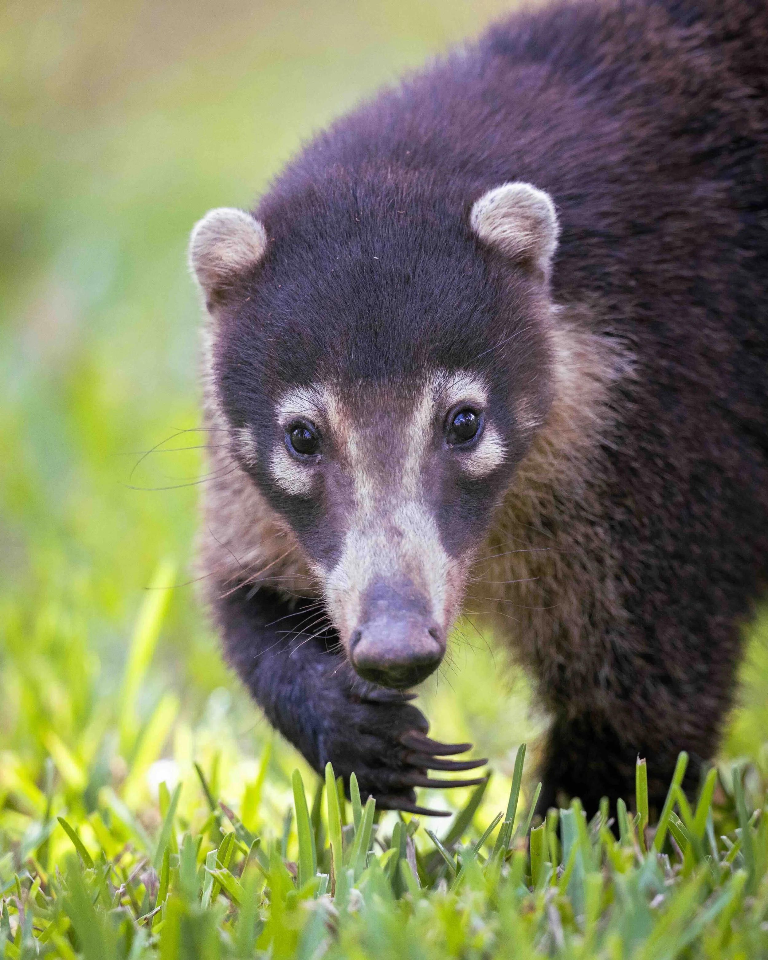 5:4 format Coati SKU 5110540