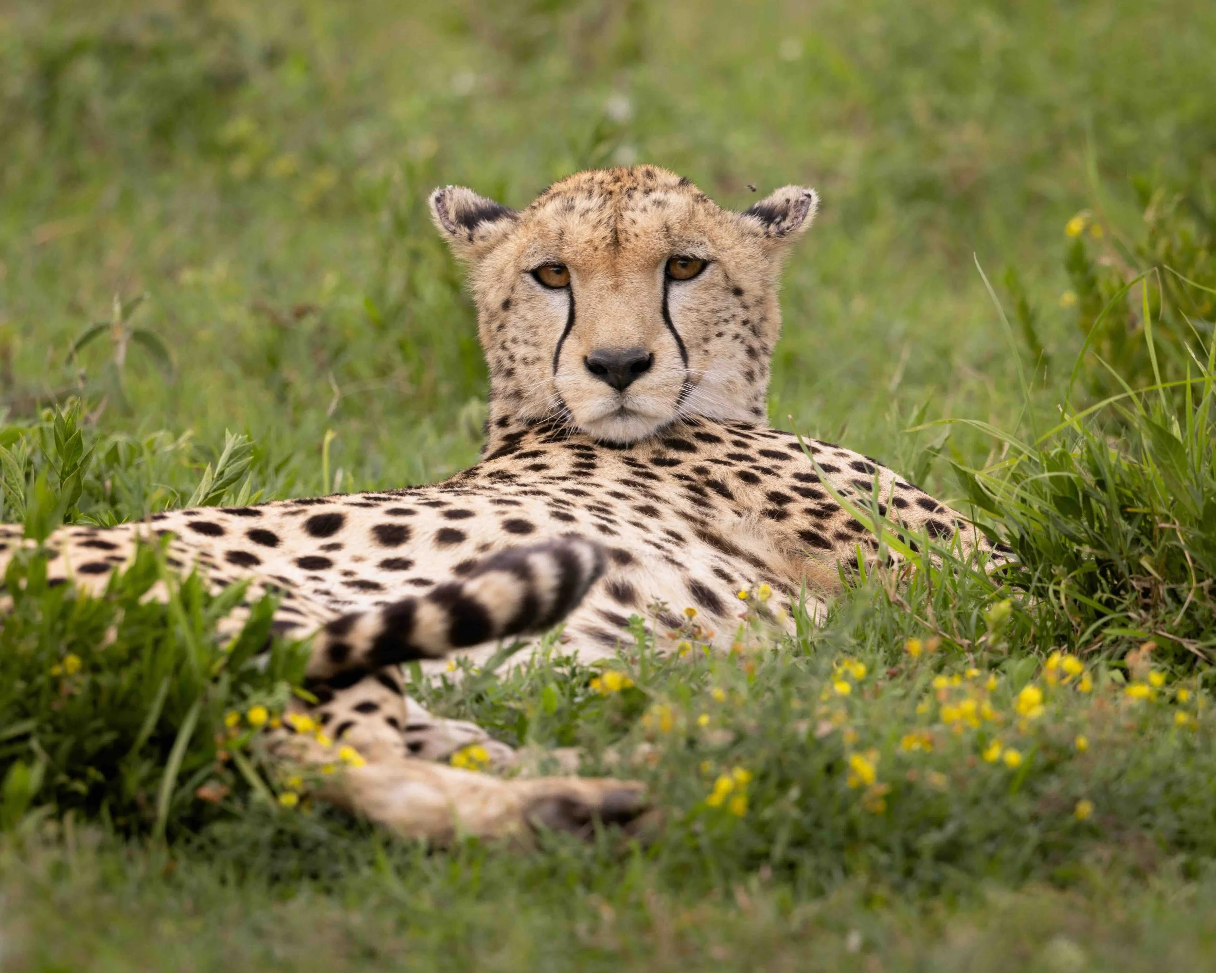 Cheetah SKU 681130 - 0.7 MB copy.jpeg