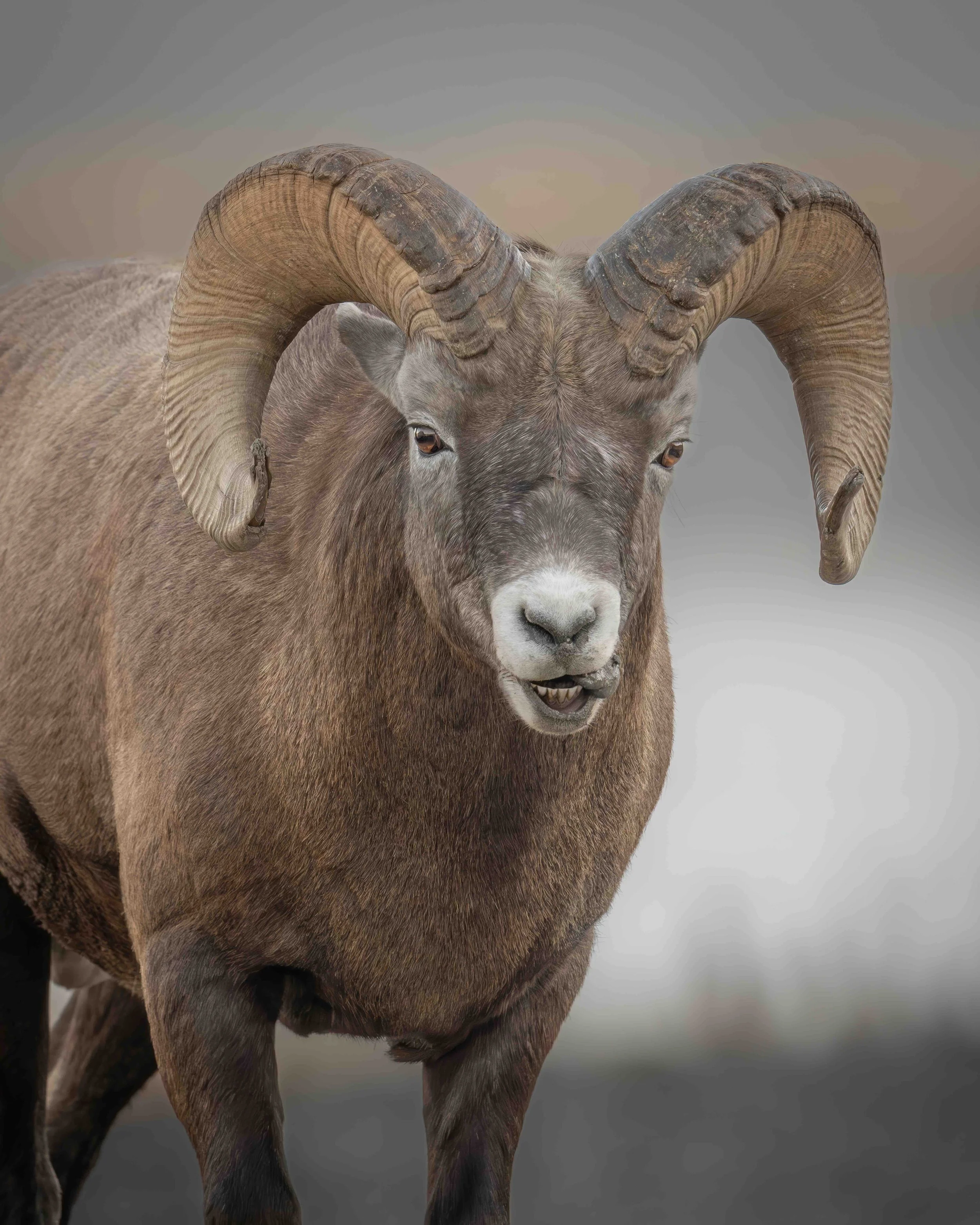 Bighorn Sheep Ram SKU 683356 1.6 MB copy.jpeg